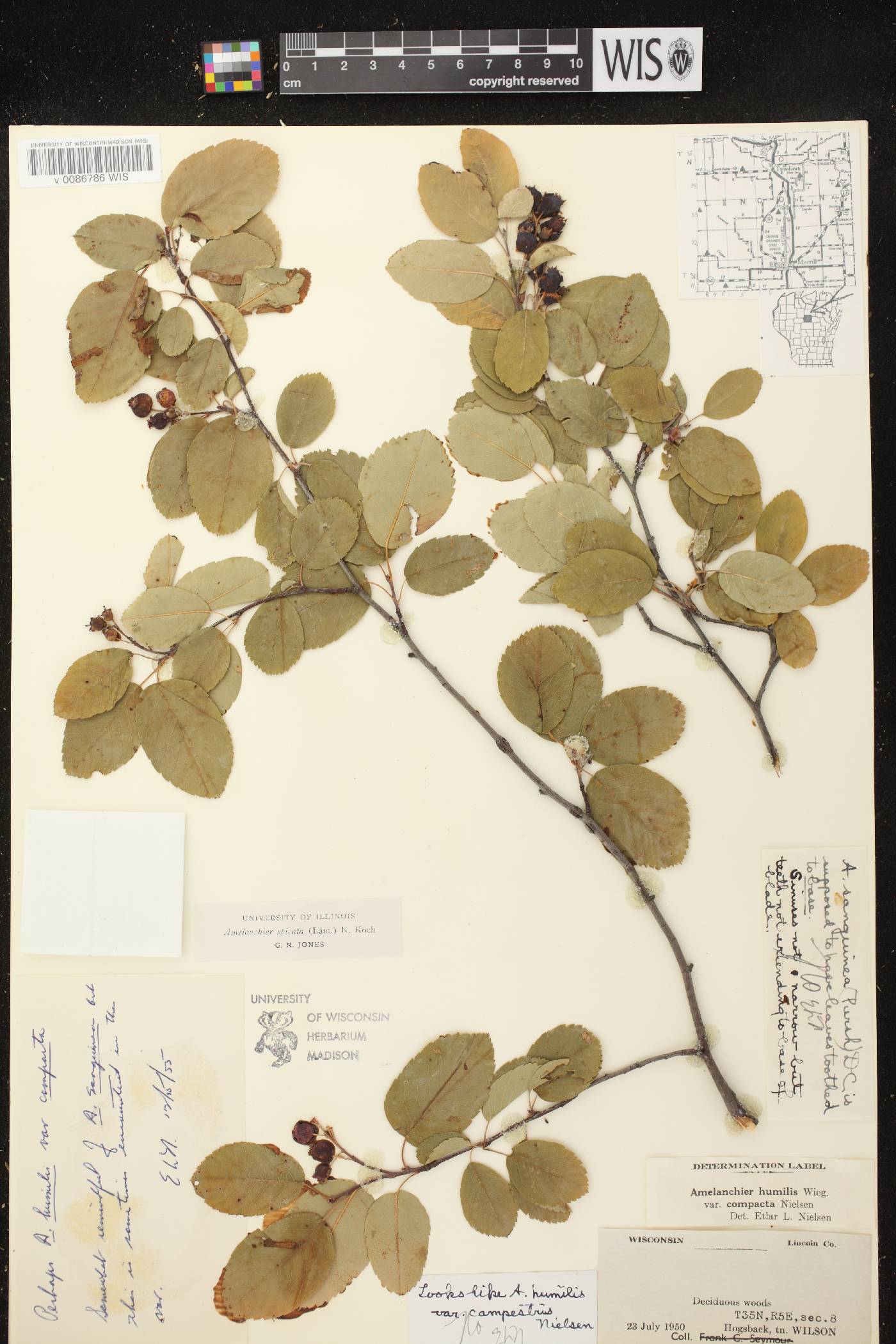 Amelanchier spicata image