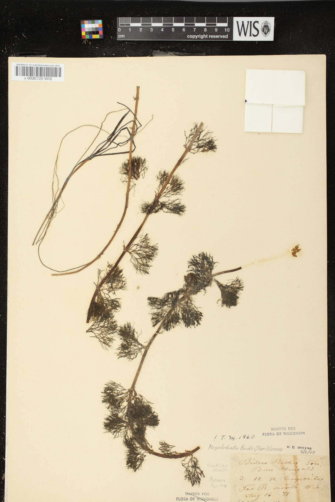 Bidens beckii image