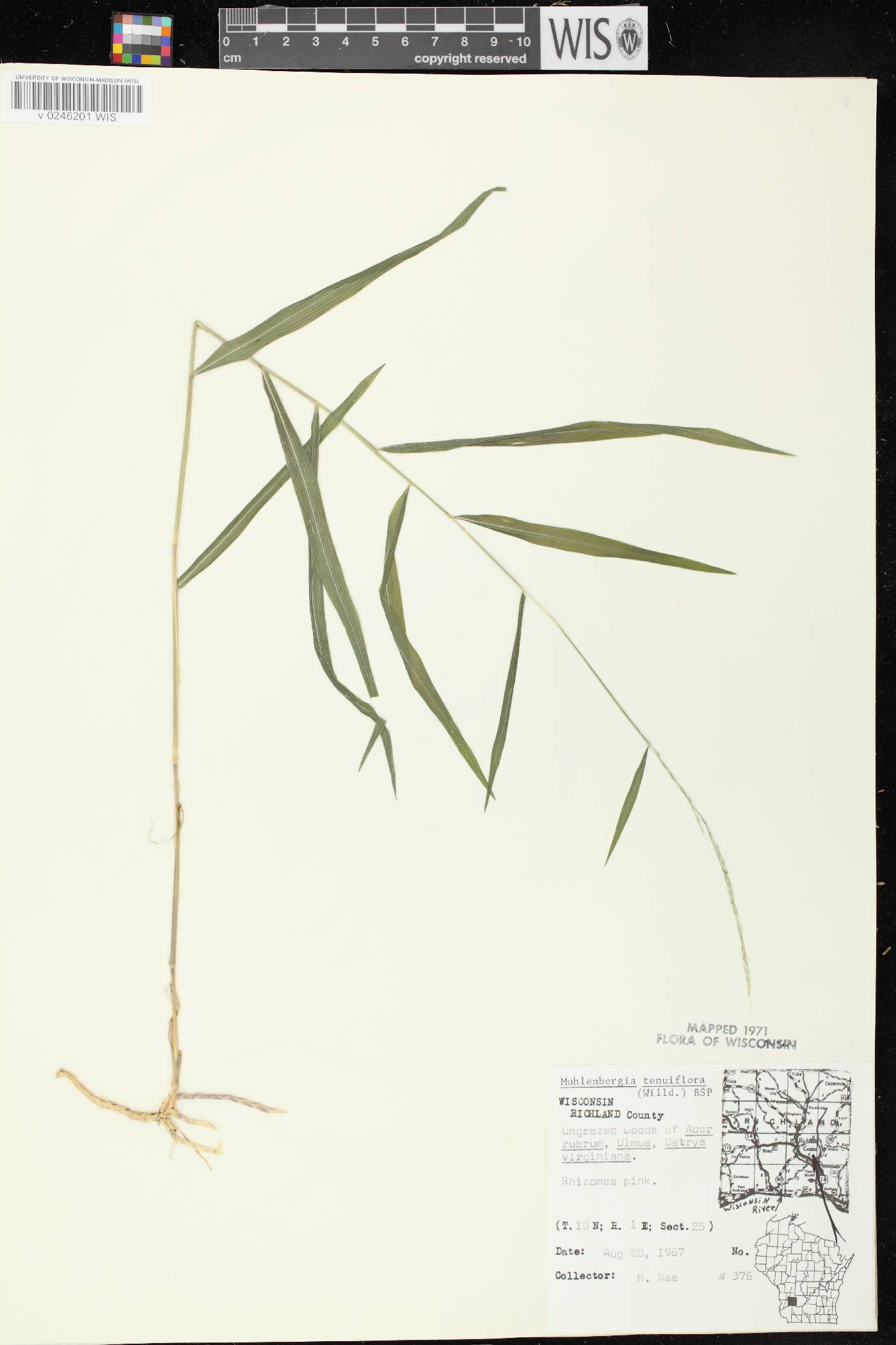 Muhlenbergia tenuiflora image