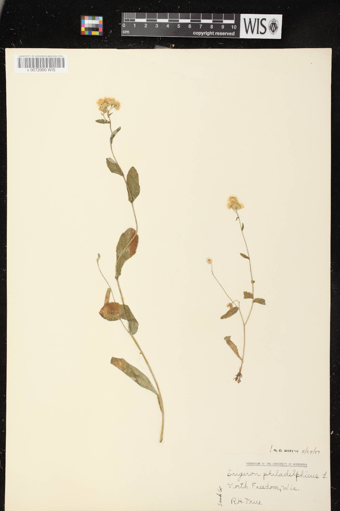 Erigeron philadelphicus image