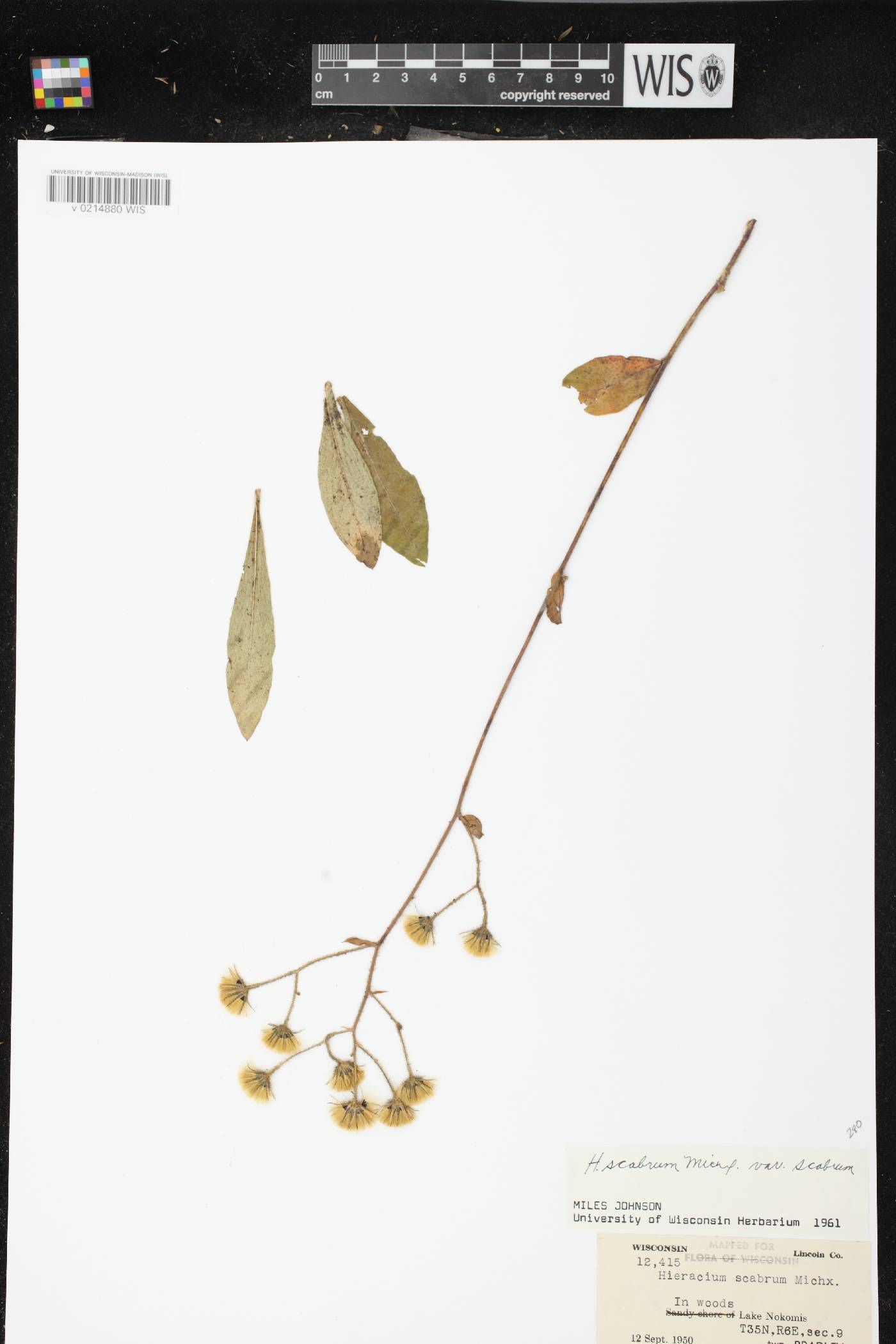 Hieracium scabrum image