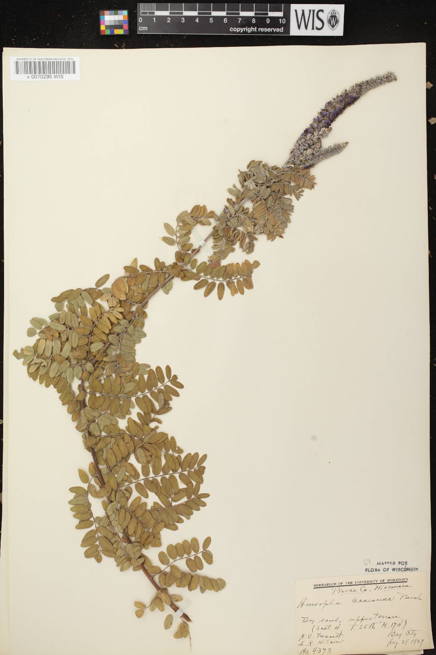 Amorpha canescens image
