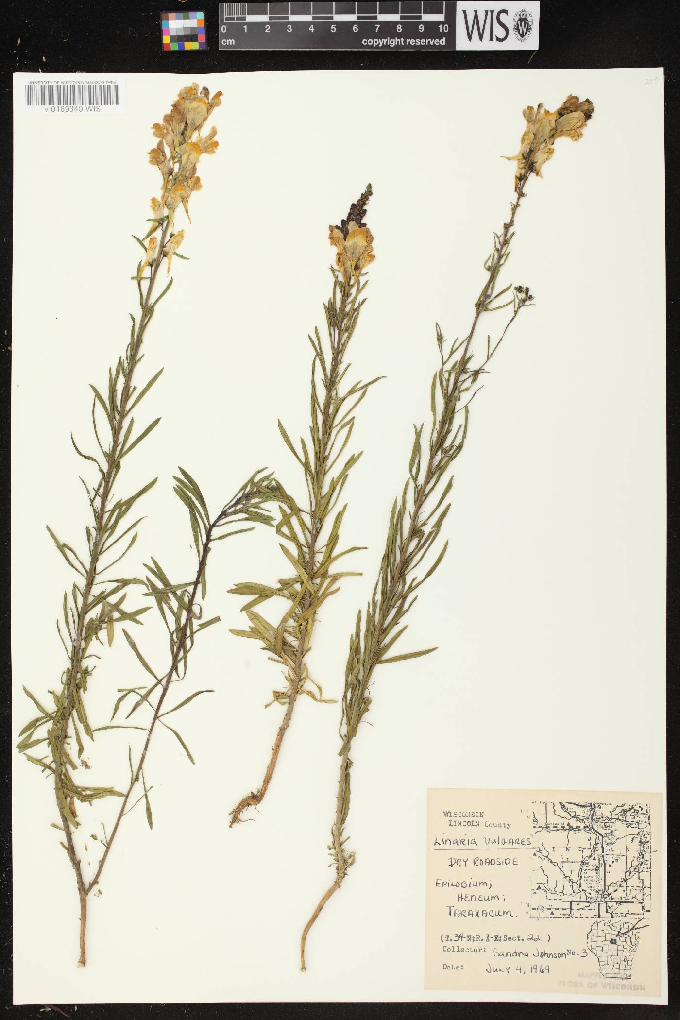 Linaria vulgaris image