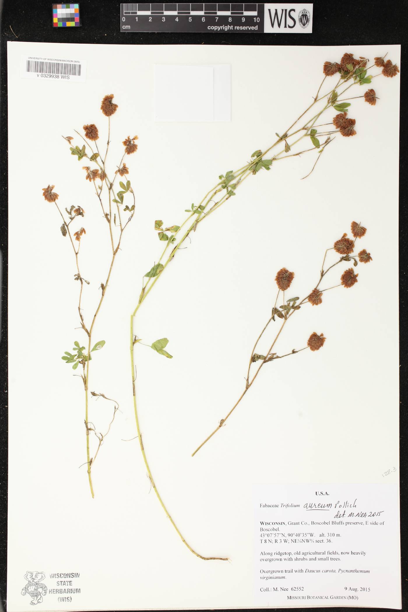 Trifolium aureum image