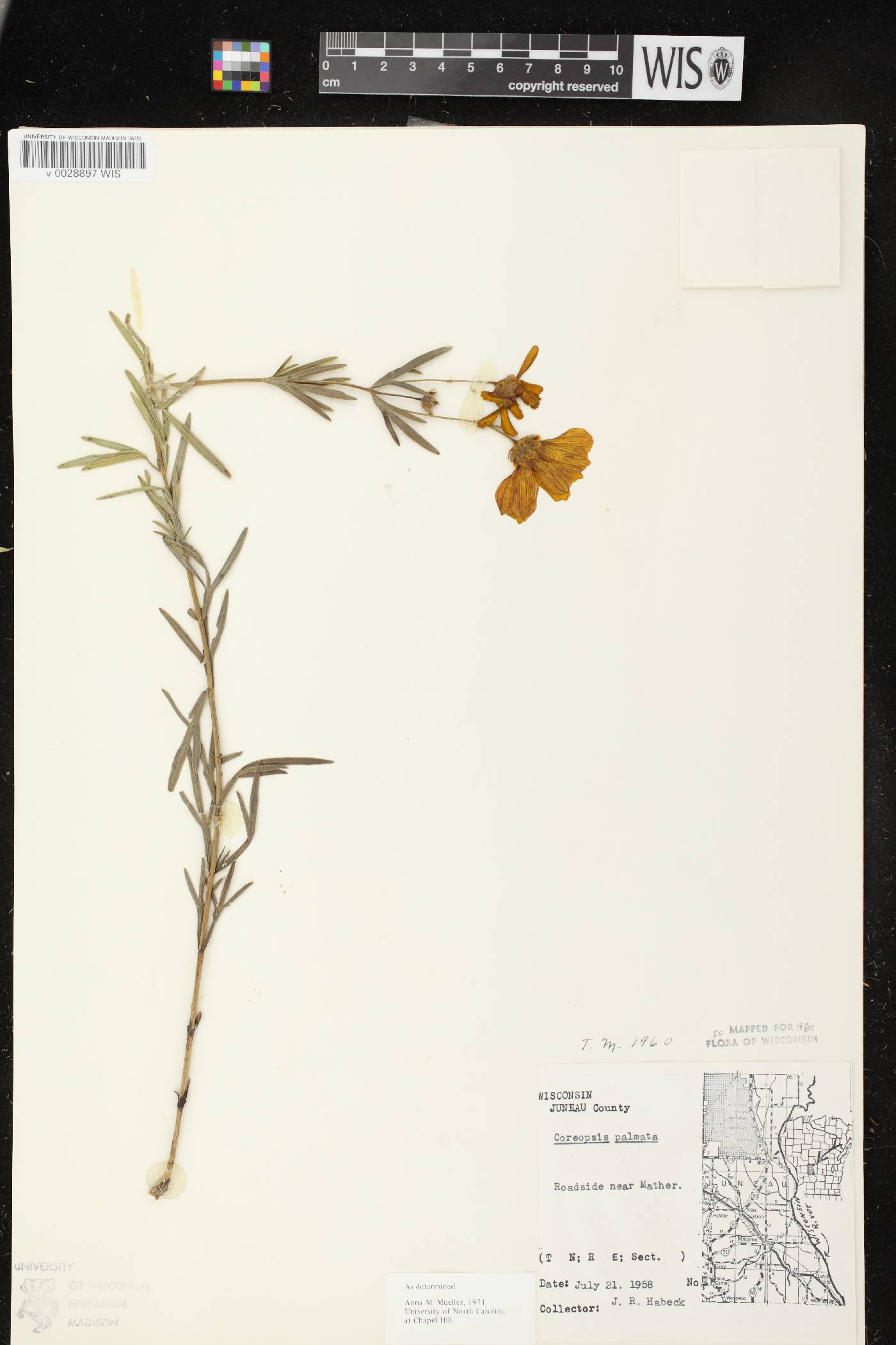 Coreopsis palmata image