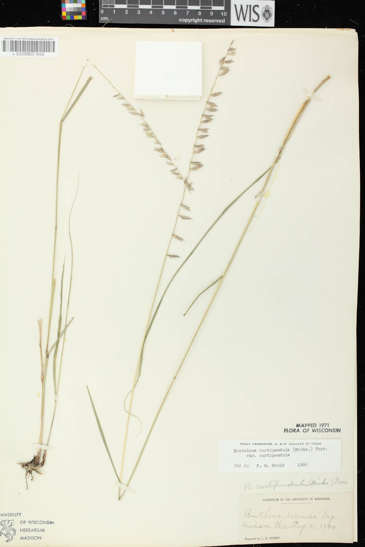 Bouteloua curtipendula image