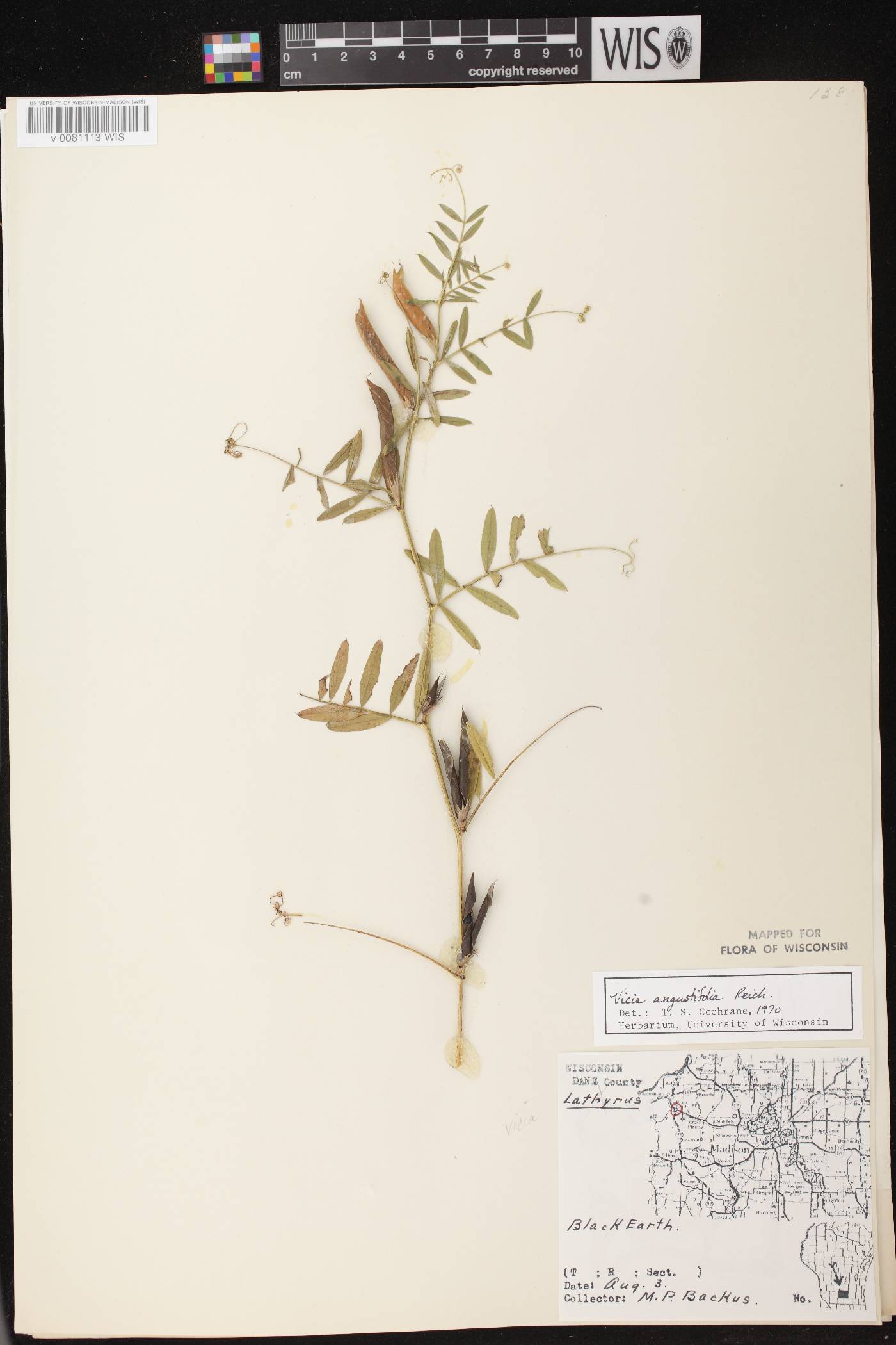 Vicia sativa subsp. nigra image