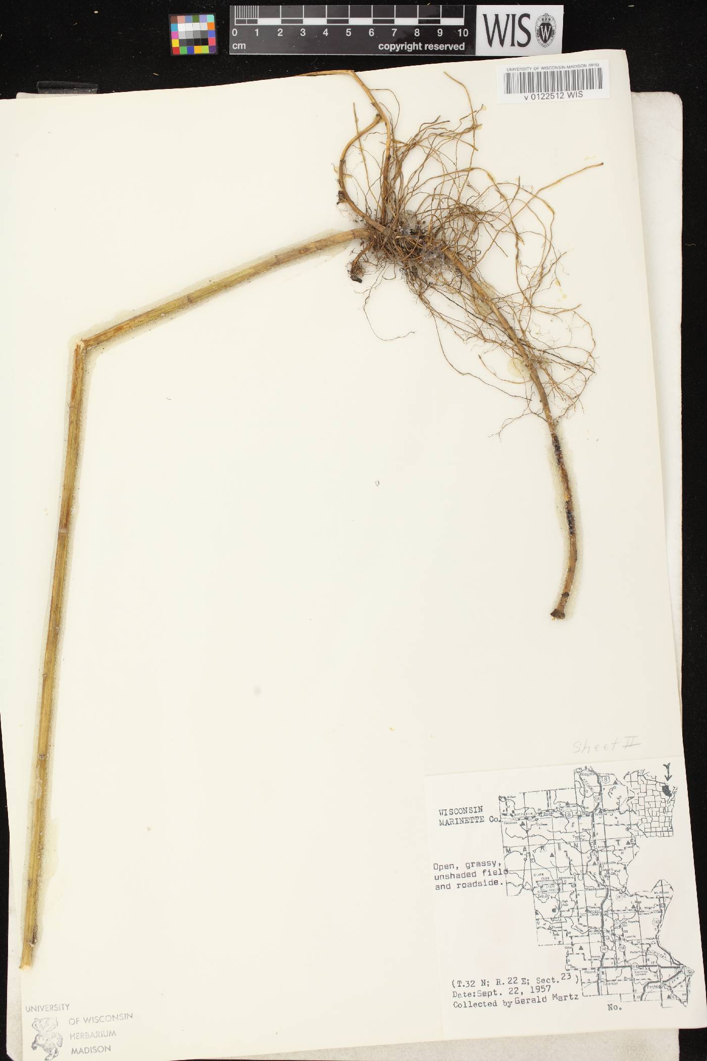 Solidago altissima subsp. altissima image