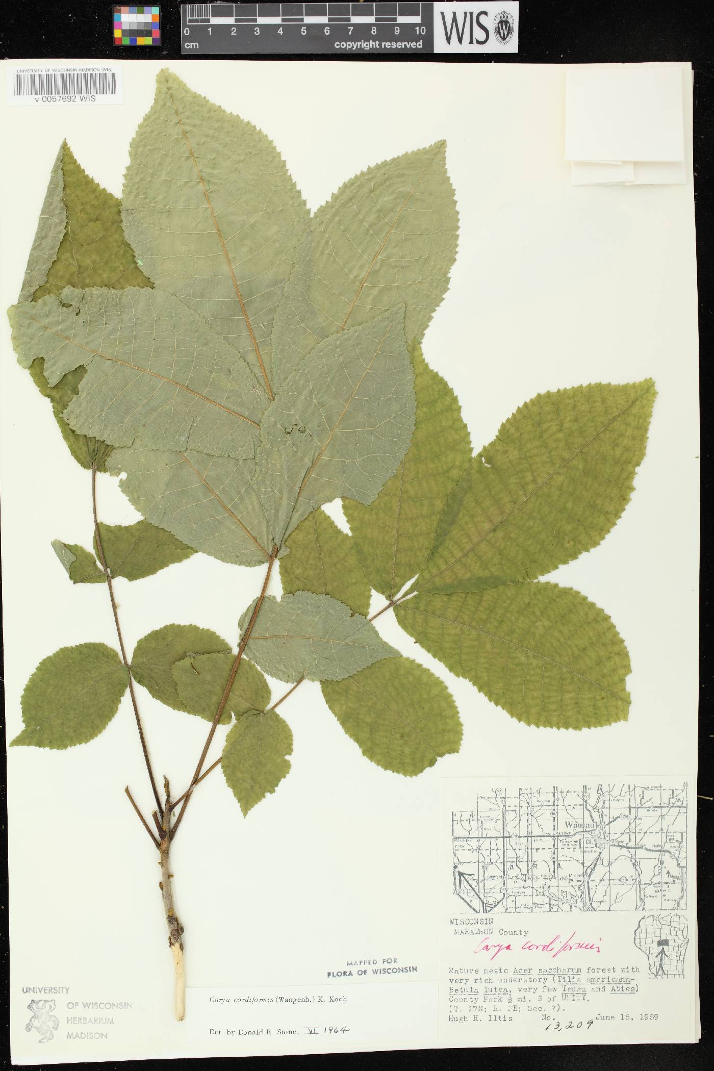 Carya cordiformis image
