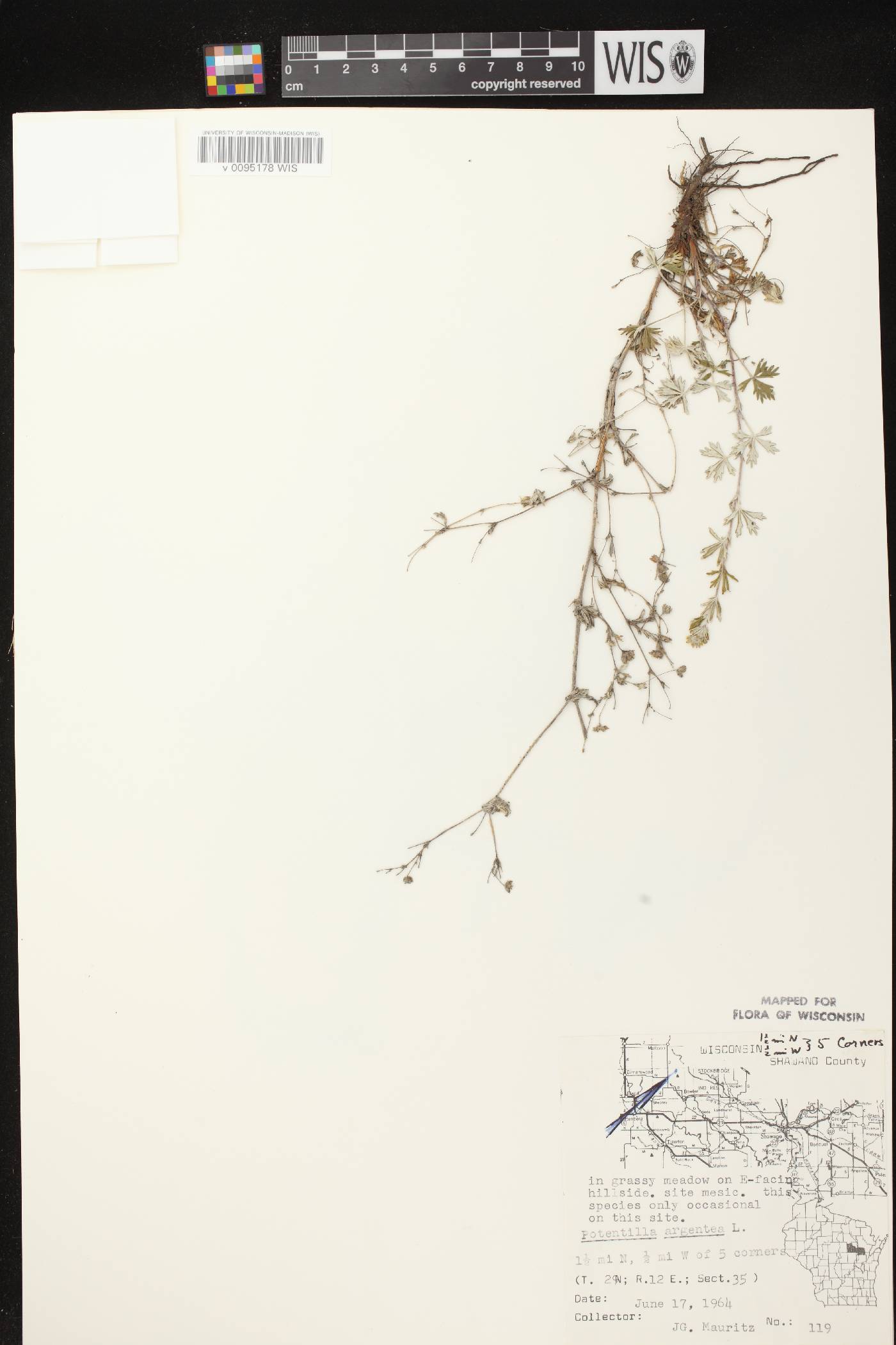 Potentilla argentea image