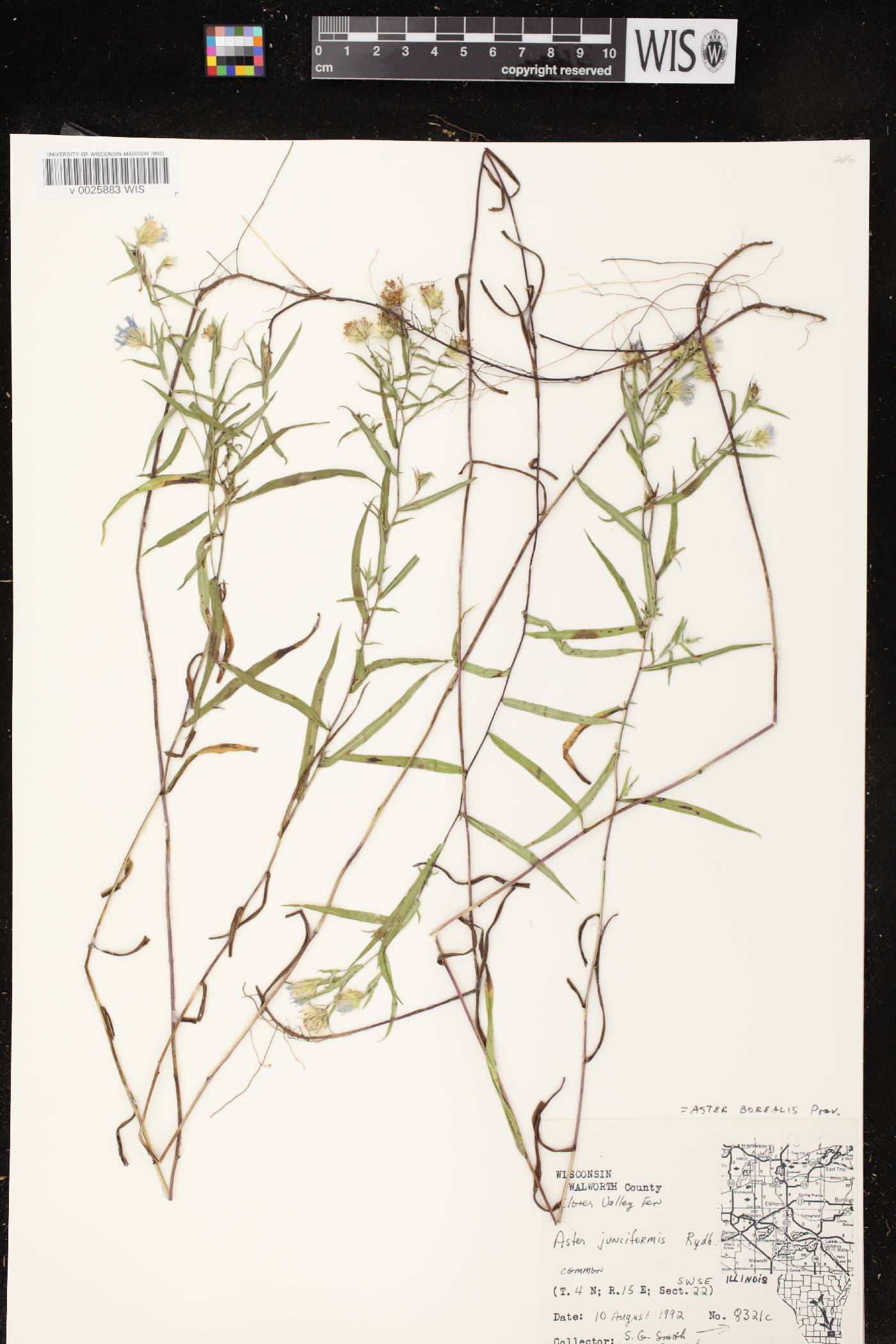 Symphyotrichum boreale image