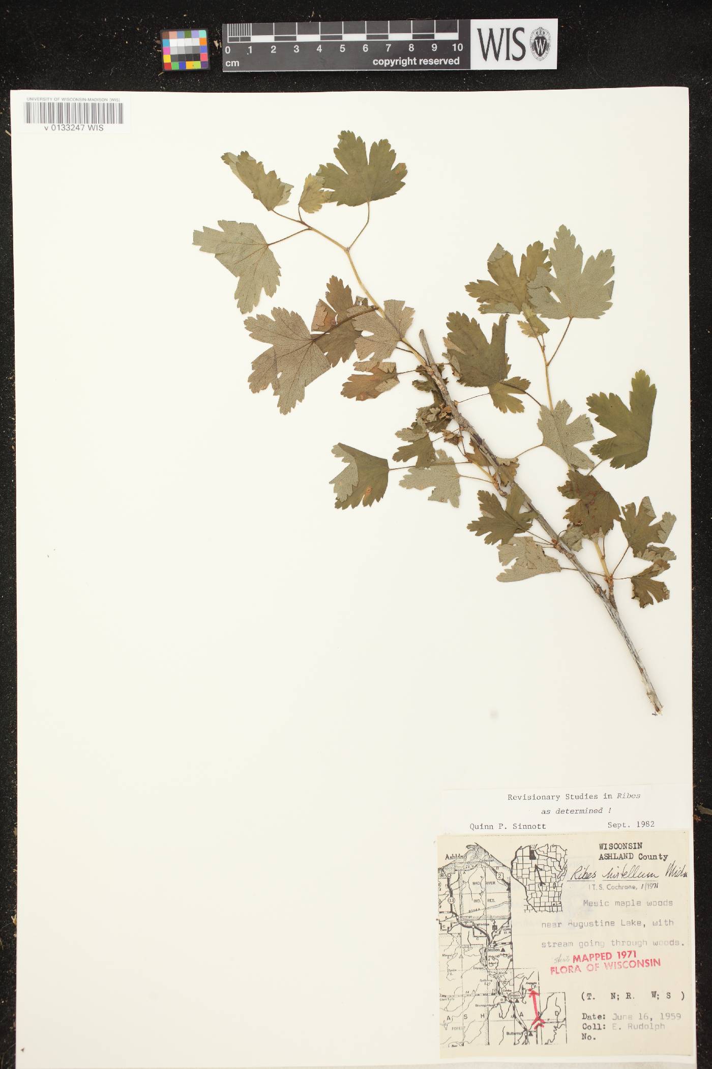 Ribes hirtellum image