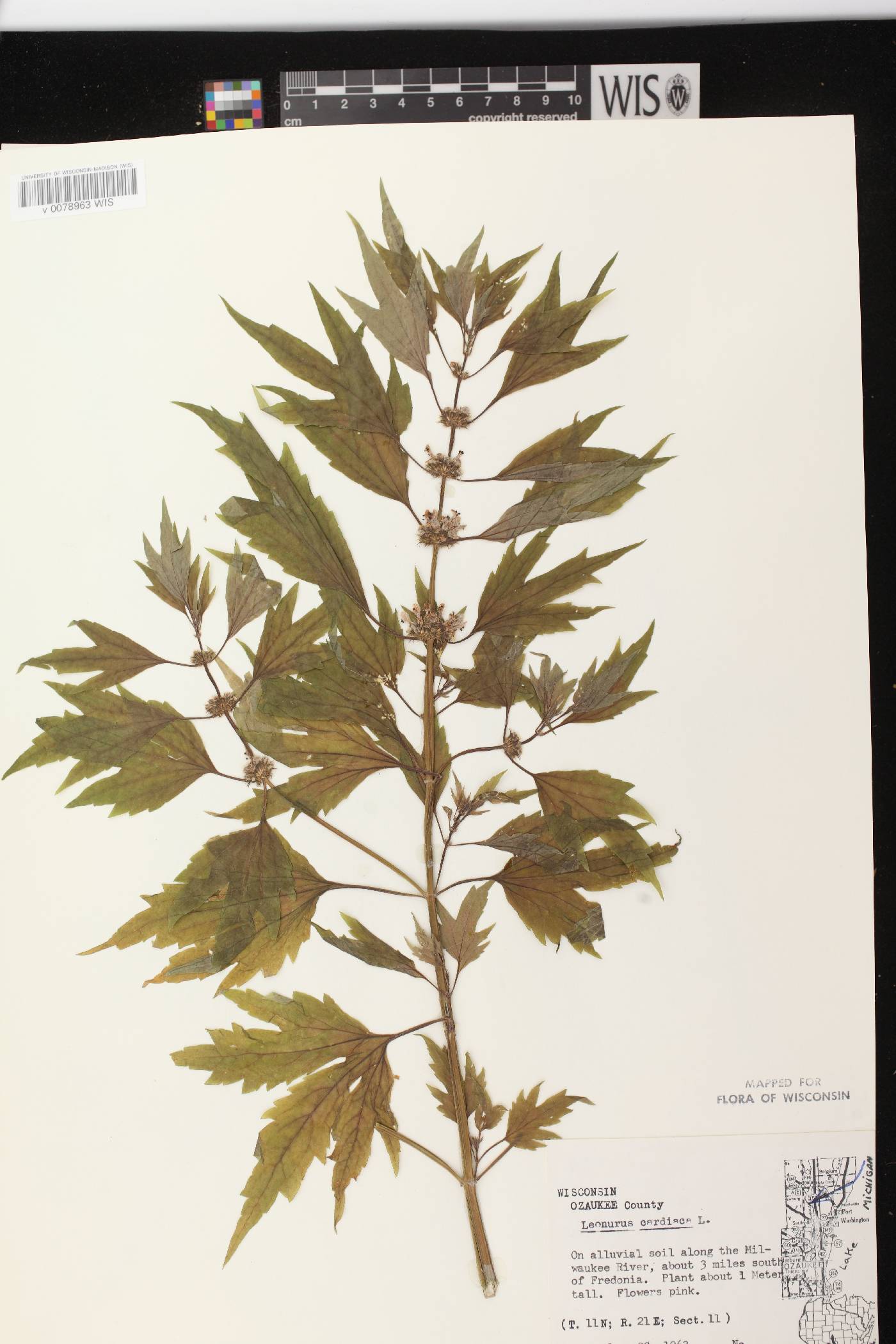 Leonurus cardiaca image