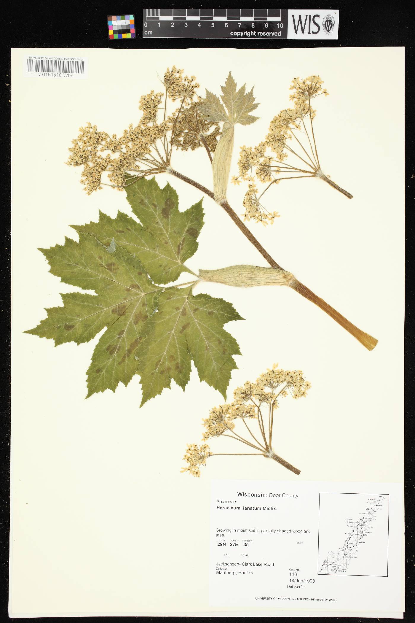 Heracleum maximum image