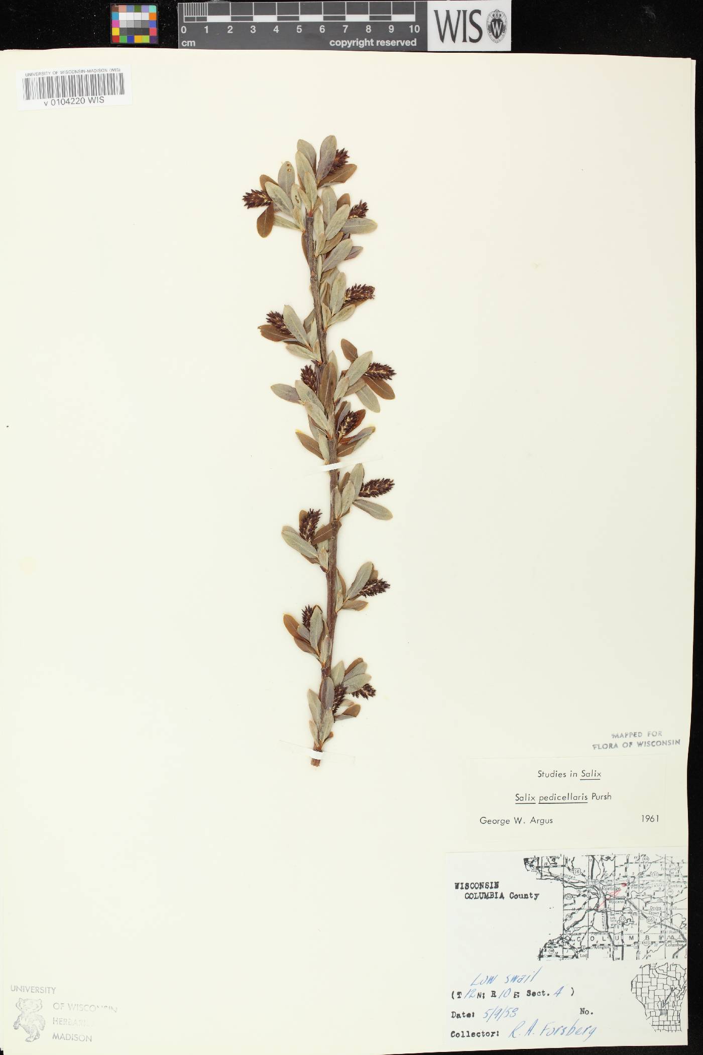 Salix pedicellaris image