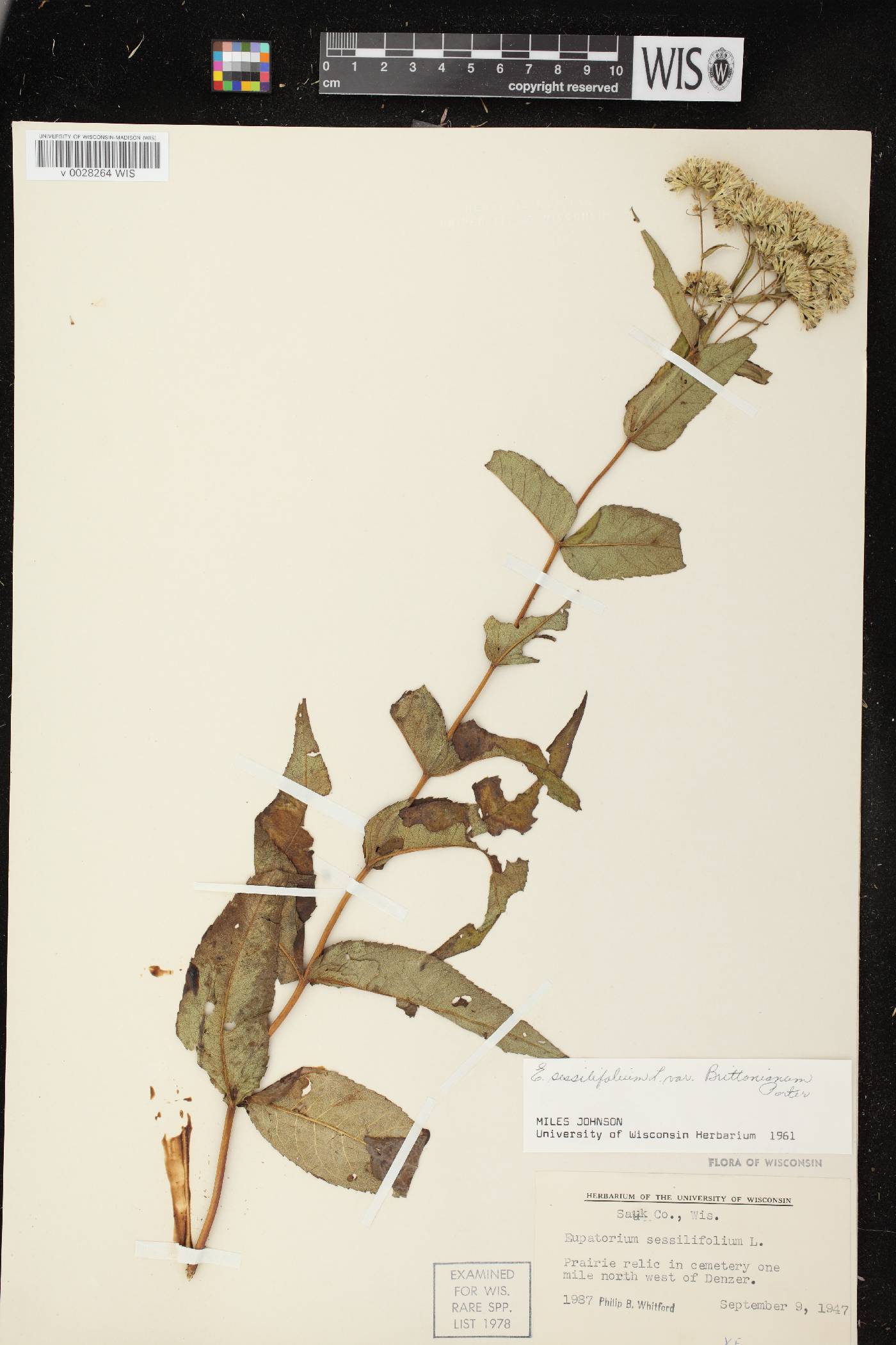 Eupatorium sessilifolium image