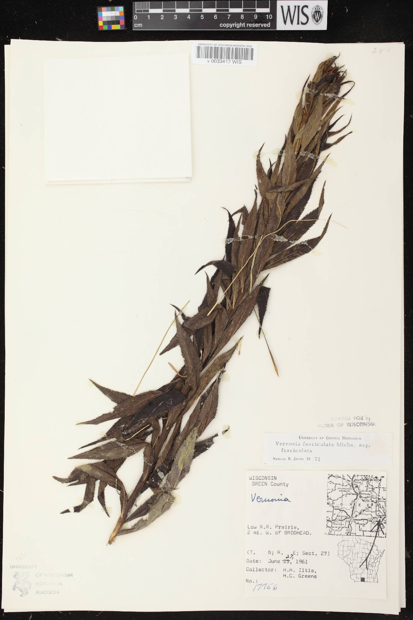 Vernonia fasciculata image