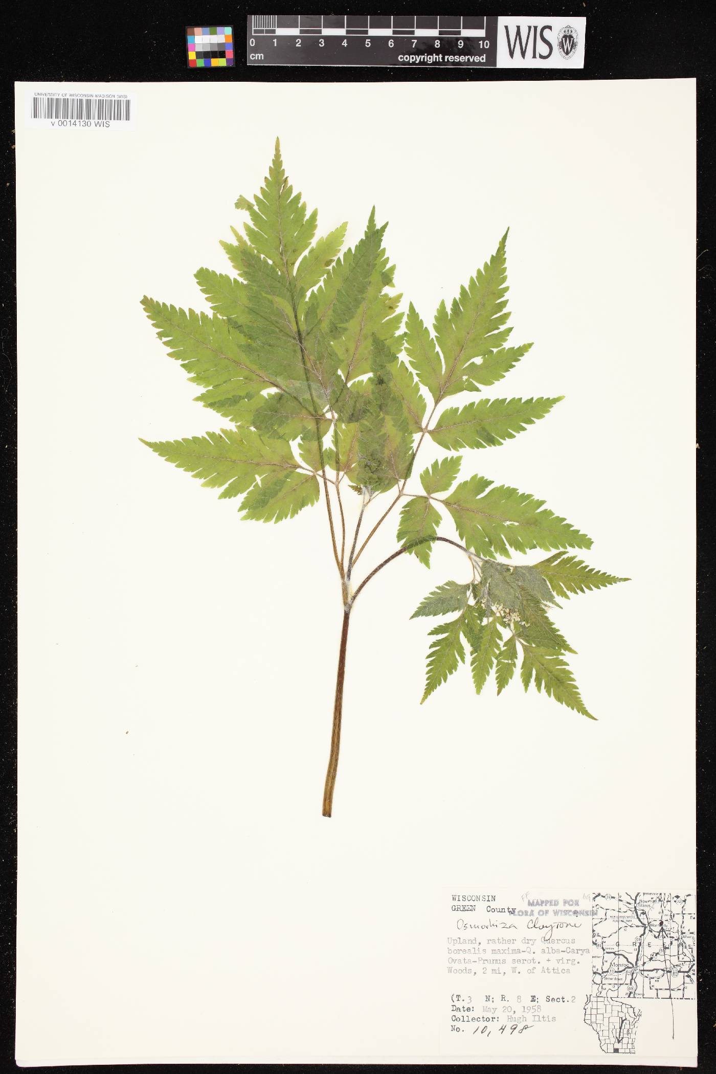 Osmorhiza claytonii image
