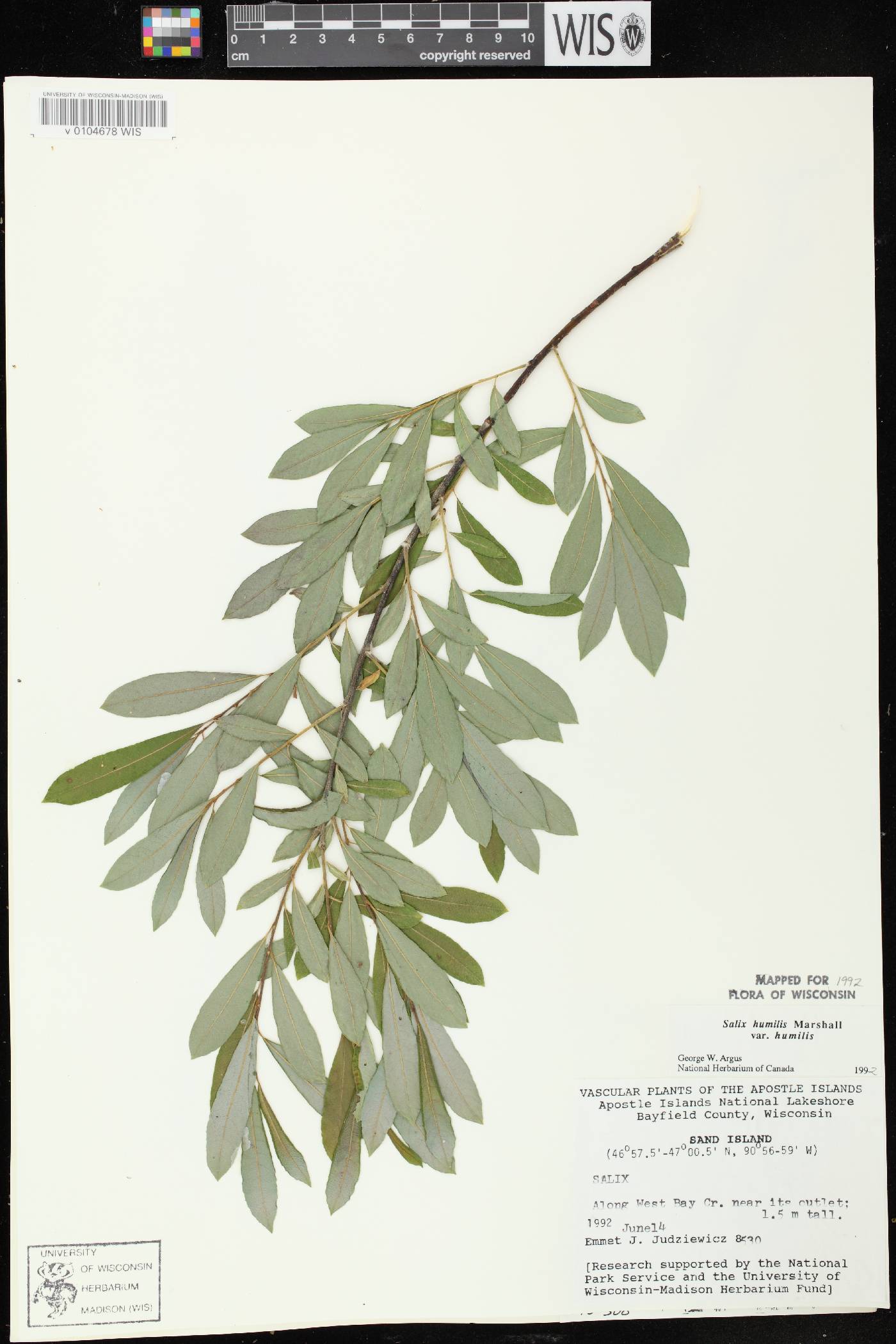 Salix humilis var. humilis image