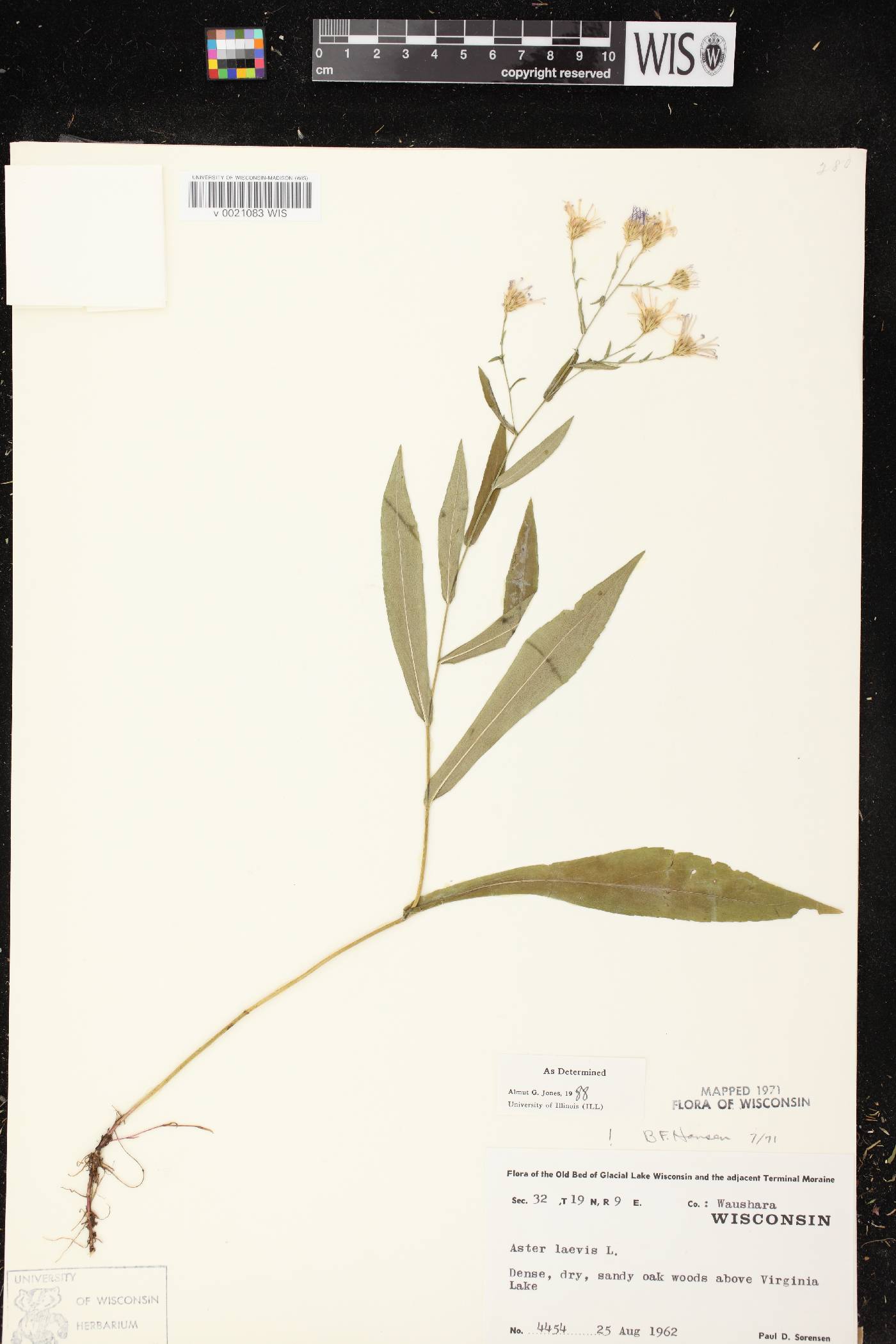Symphyotrichum laeve image