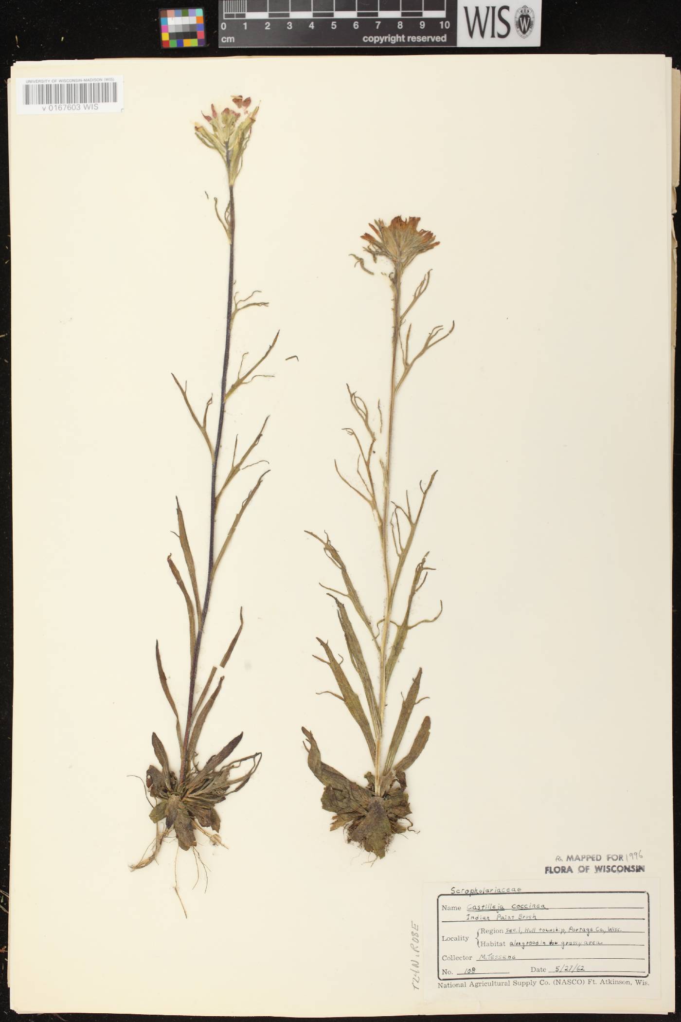 Castilleja coccinea image