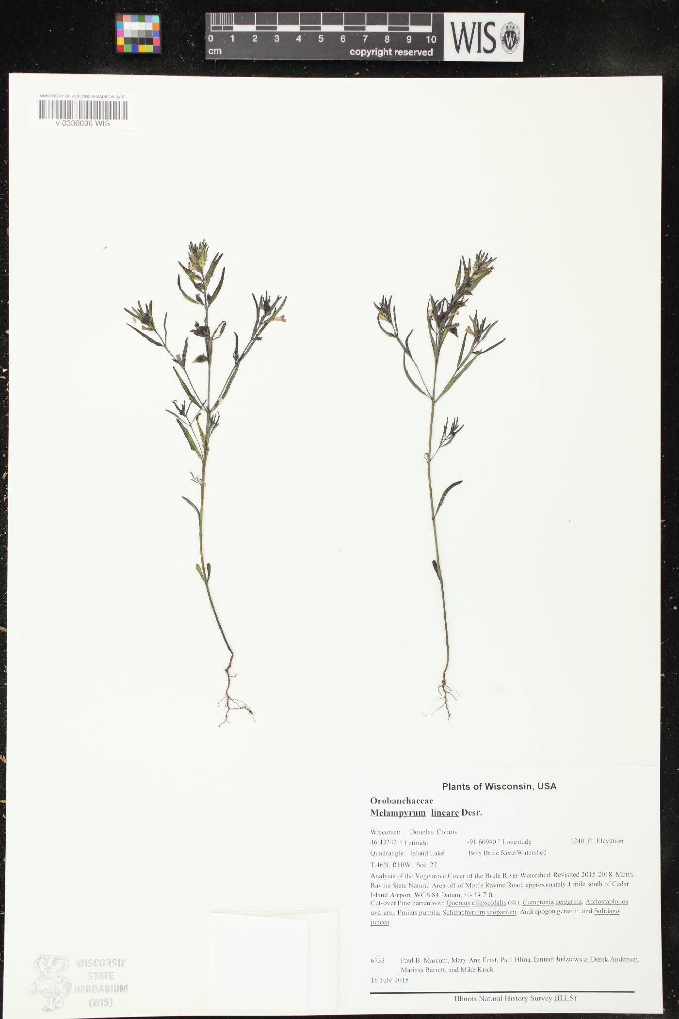 Melampyrum lineare image