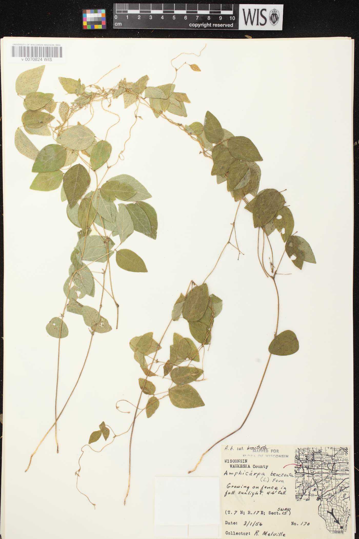 Amphicarpaea bracteata image