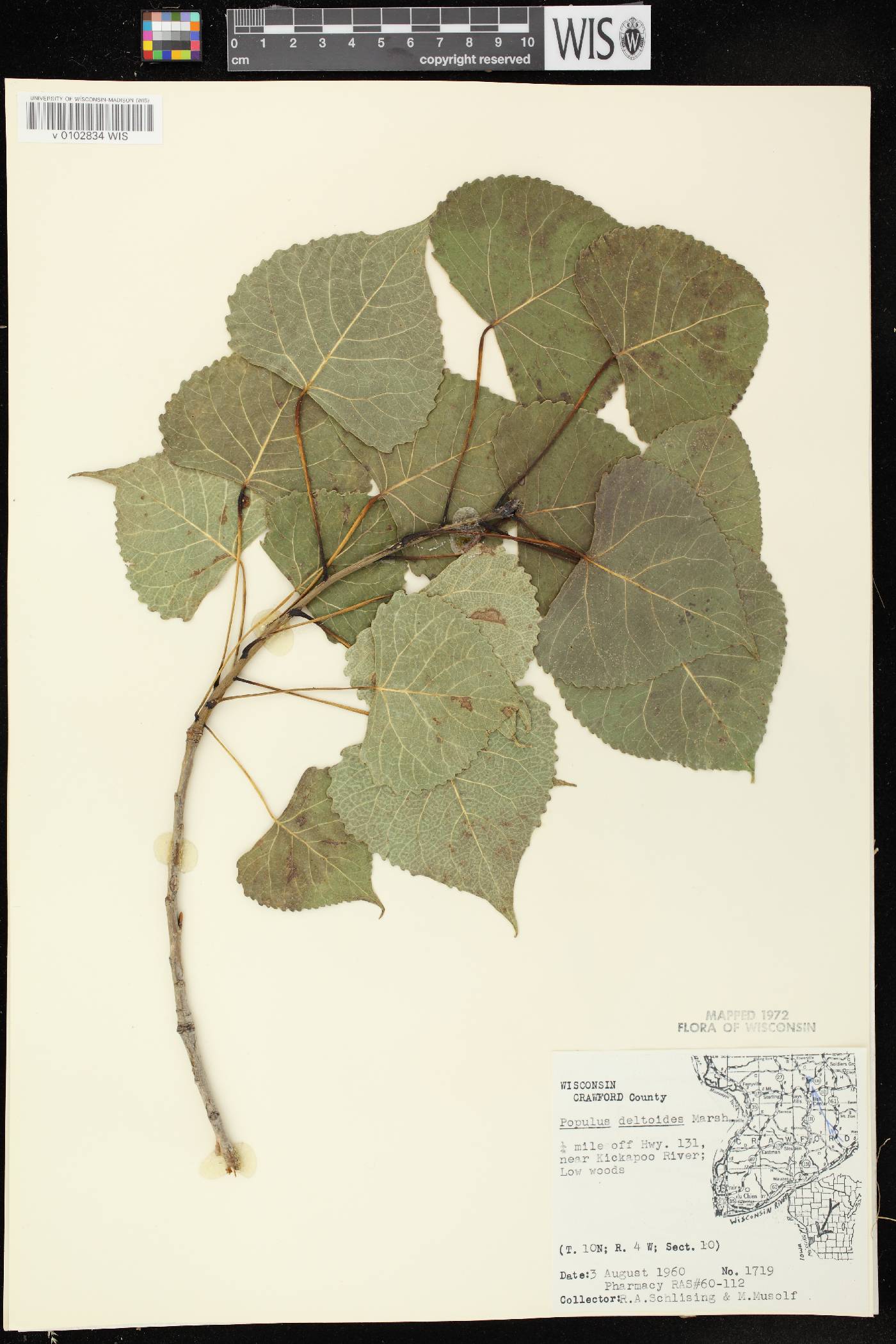 Populus deltoides subsp. monilifera image