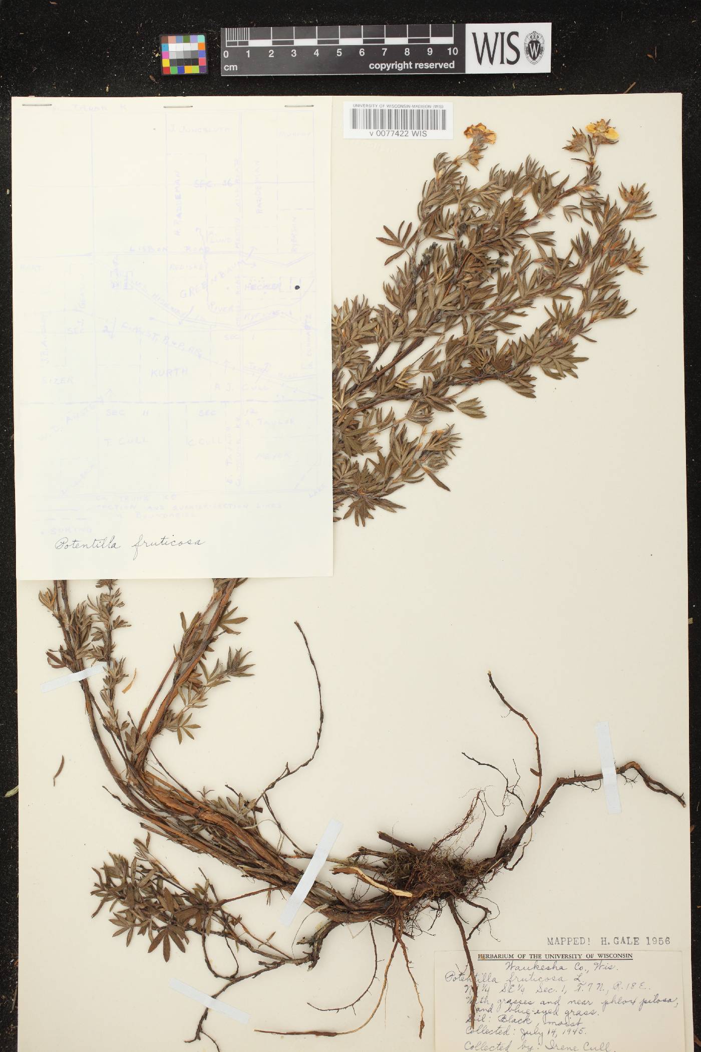 Dasiphora fruticosa image