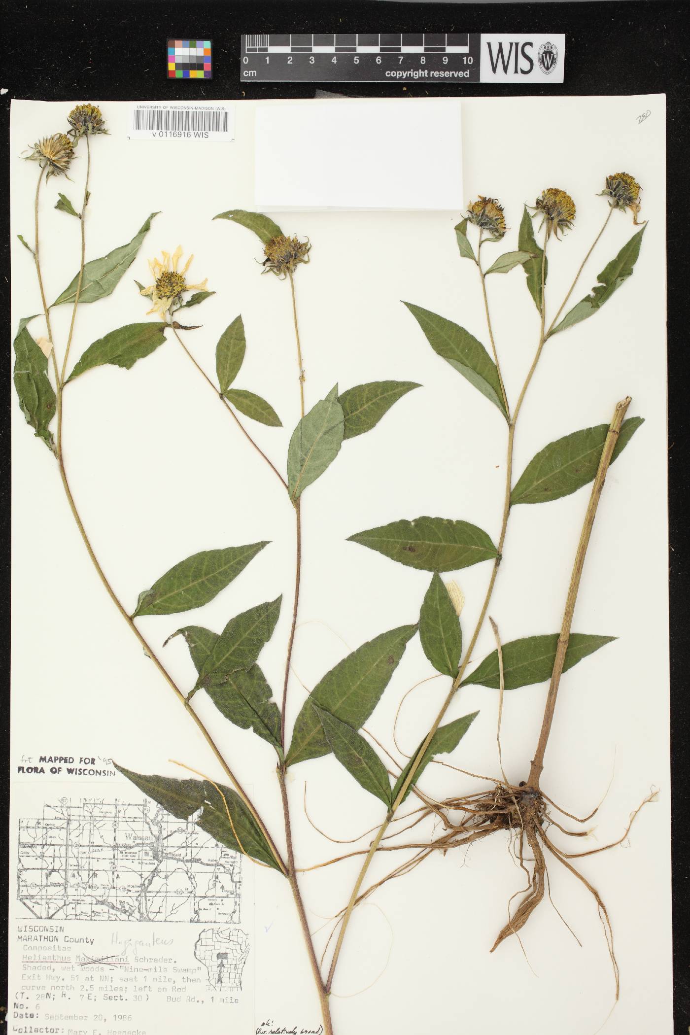 Helianthus giganteus image