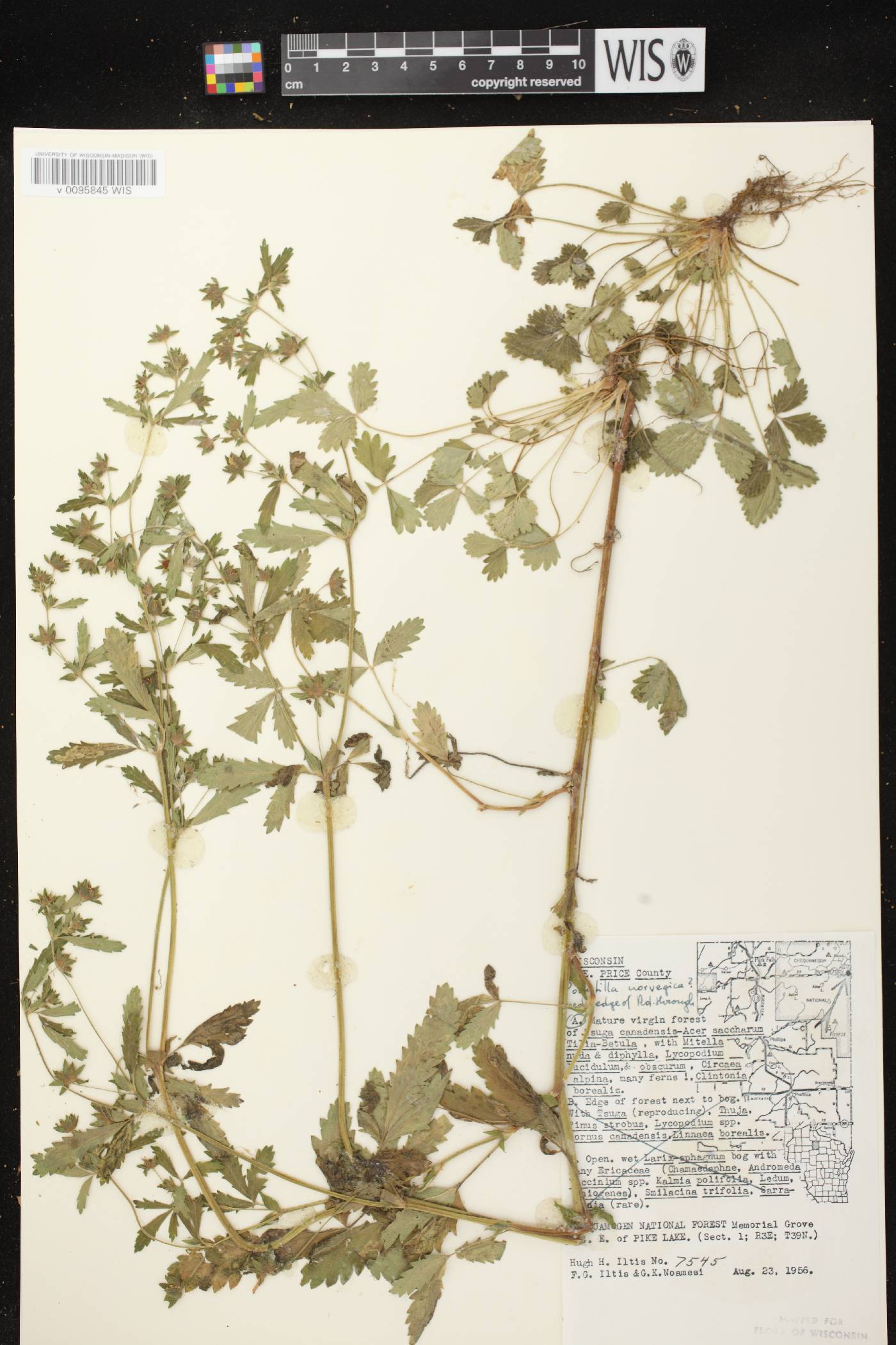 Potentilla norvegica image