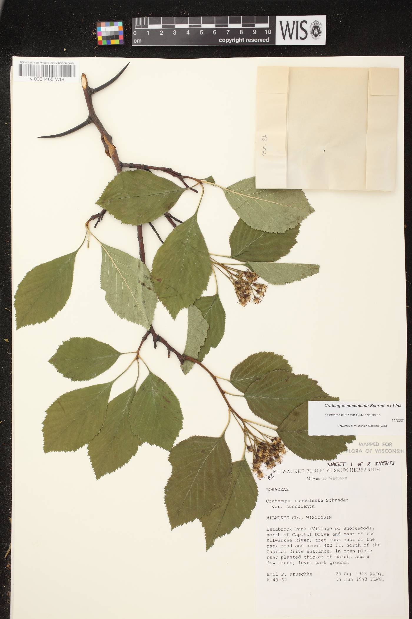 Crataegus succulenta image