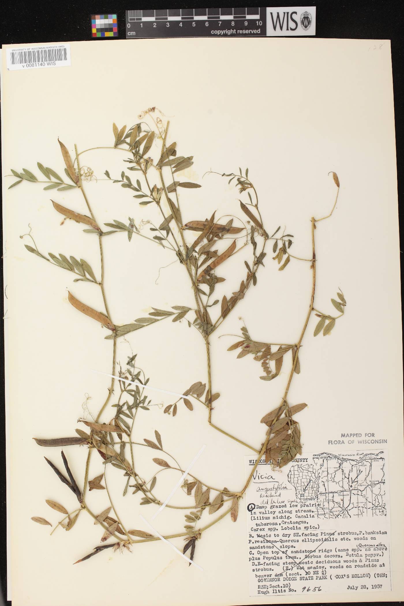 Vicia sativa subsp. nigra image