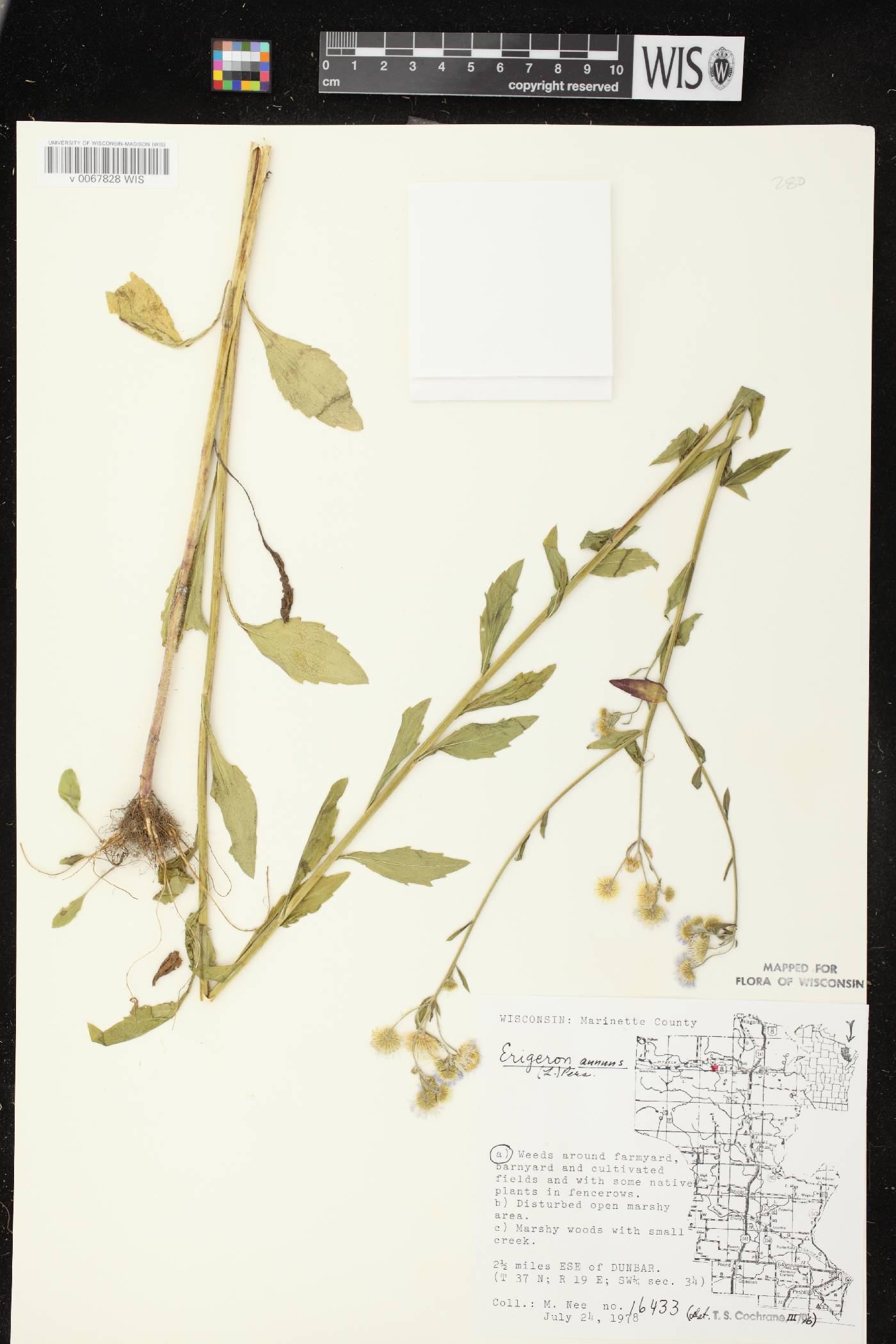 Erigeron annuus image