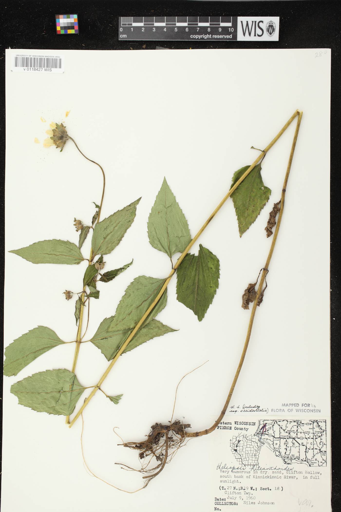 Heliopsis helianthoides var. scabra image