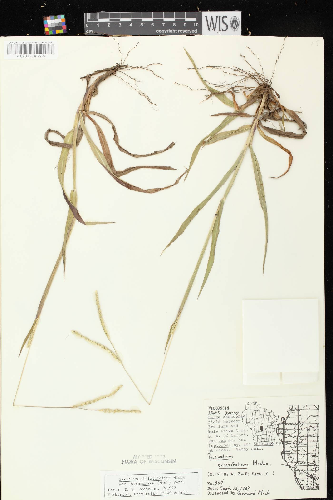 Paspalum setaceum var. stramineum image