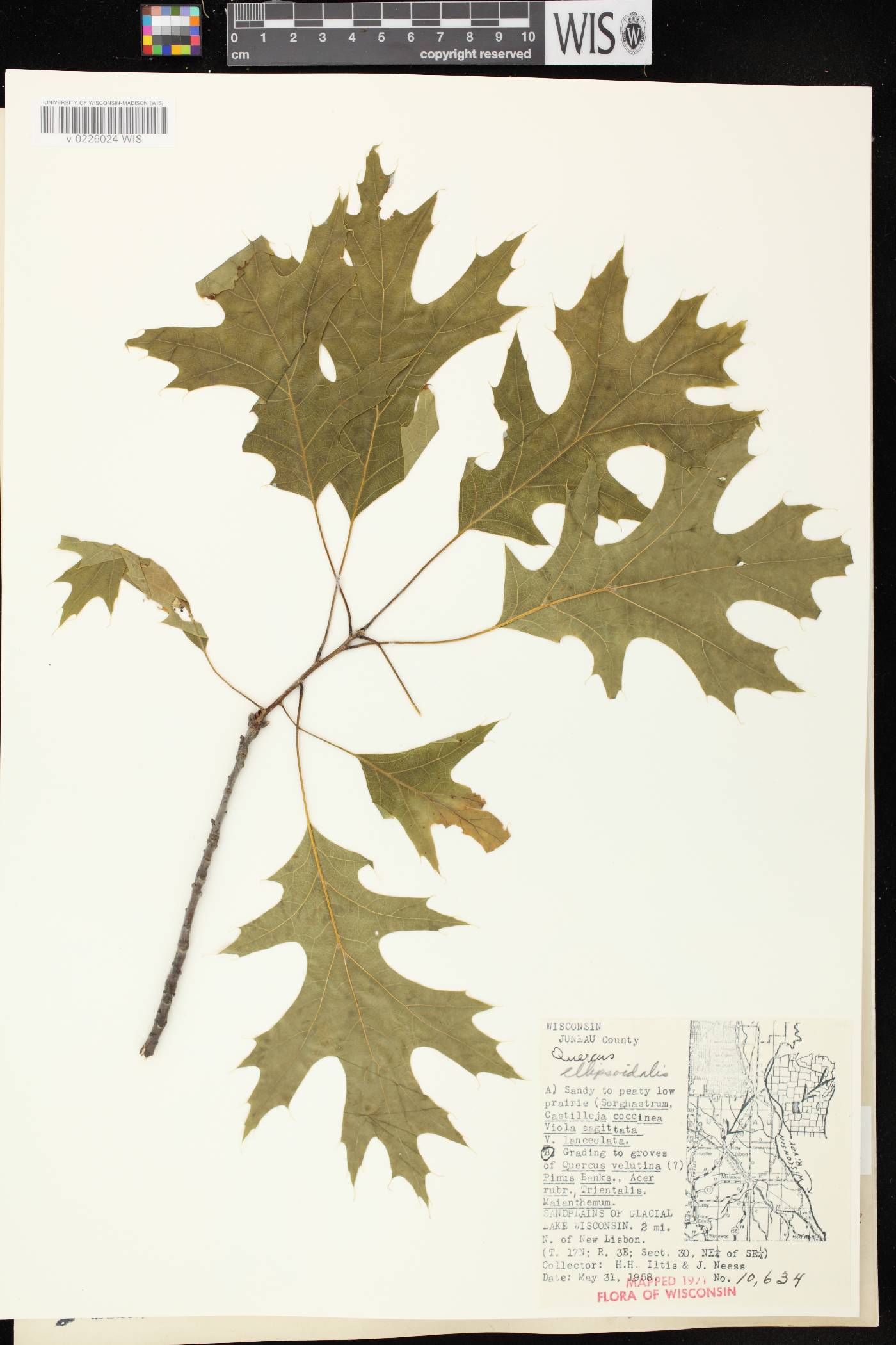 Quercus ellipsoidalis image