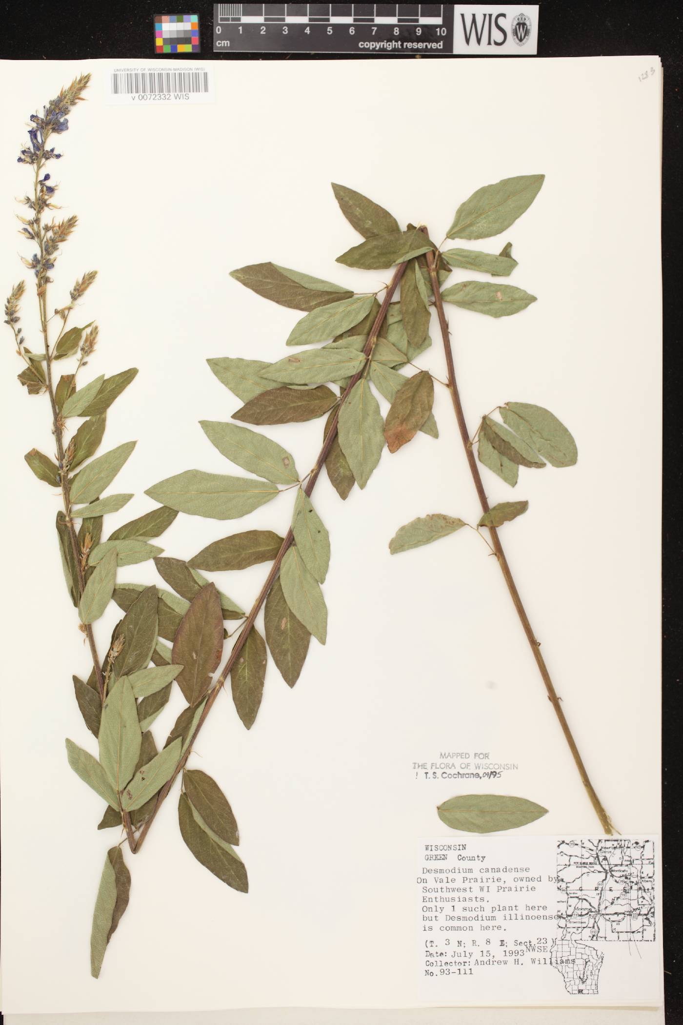Desmodium canadense image
