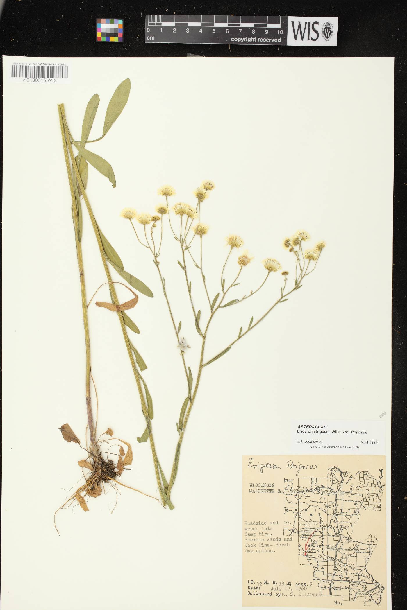 Erigeron strigosus image