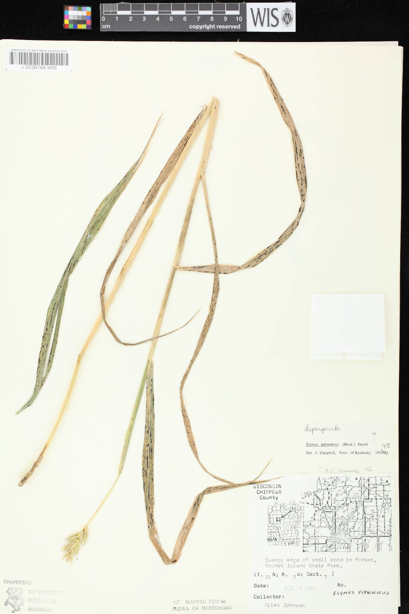 Elymus curvatus image