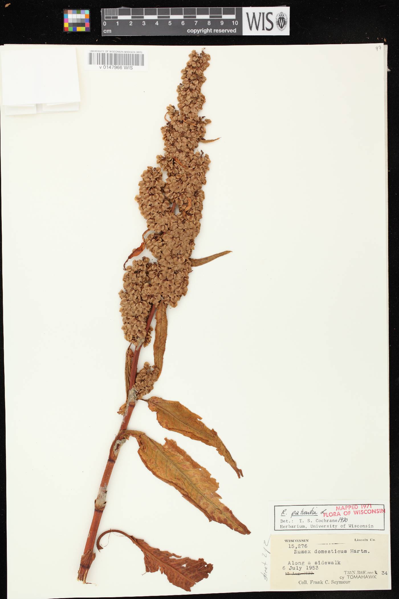 Rumex patientia image