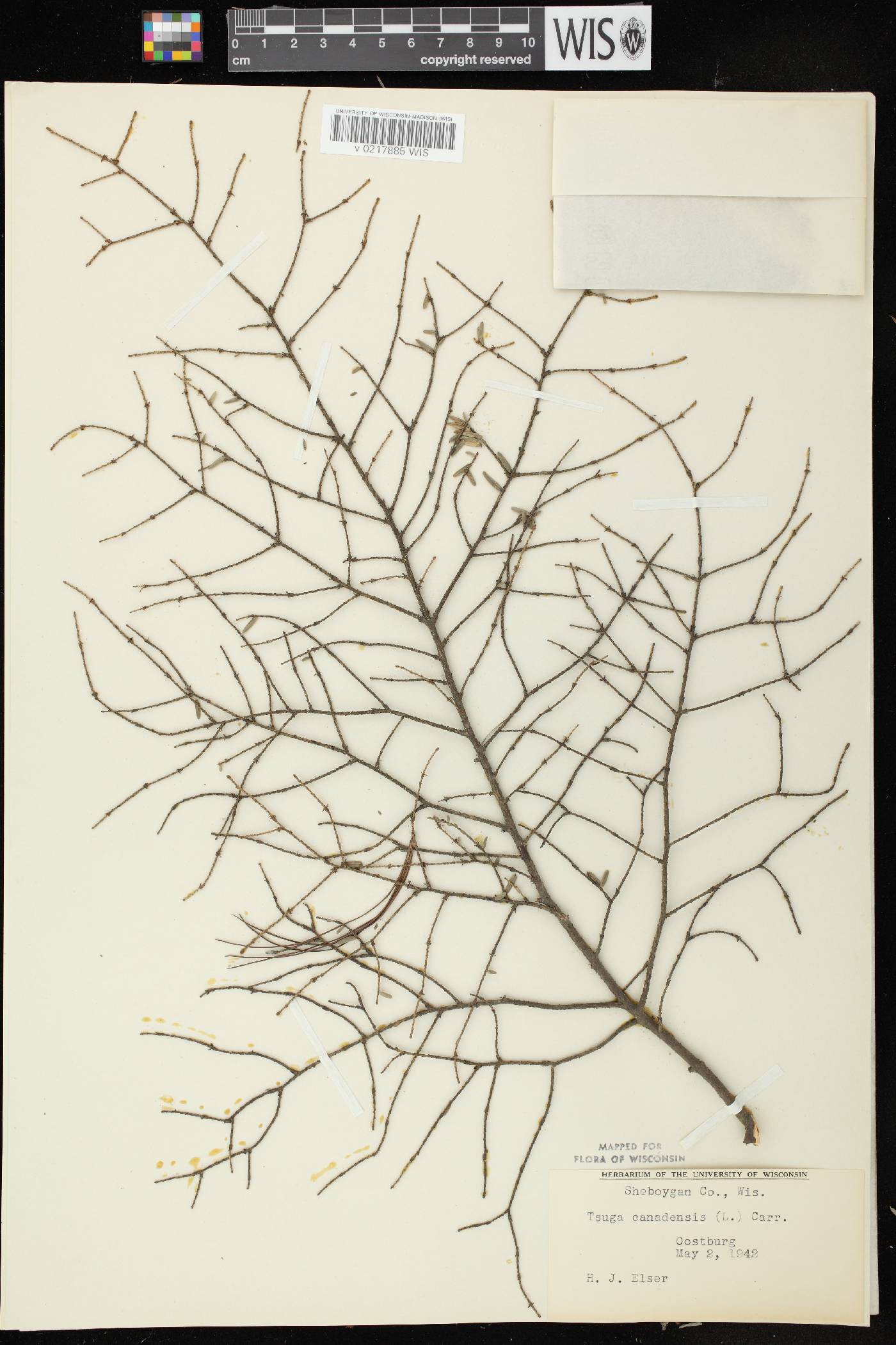 Tsuga canadensis image