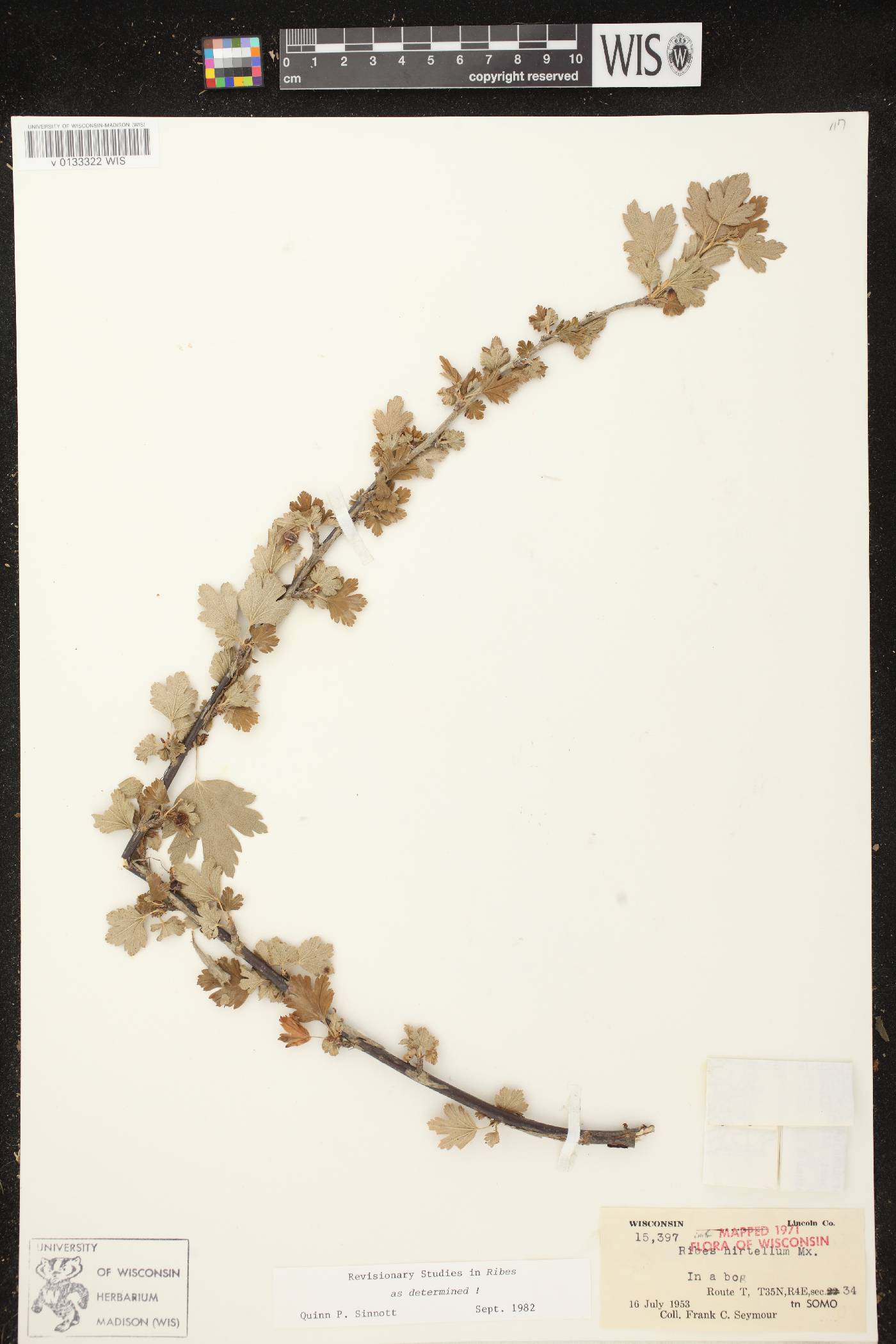 Ribes hirtellum image