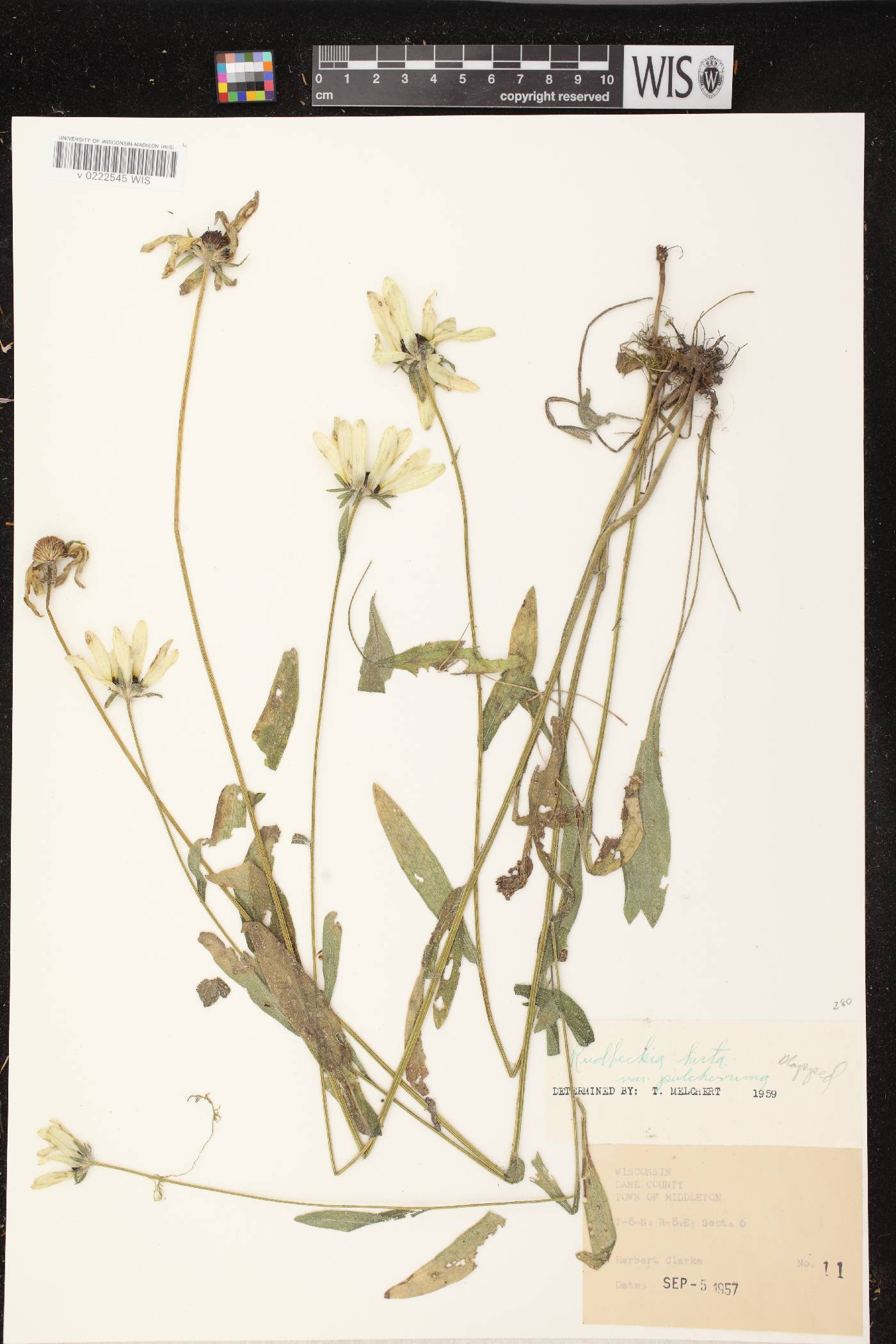 Rudbeckia hirta image