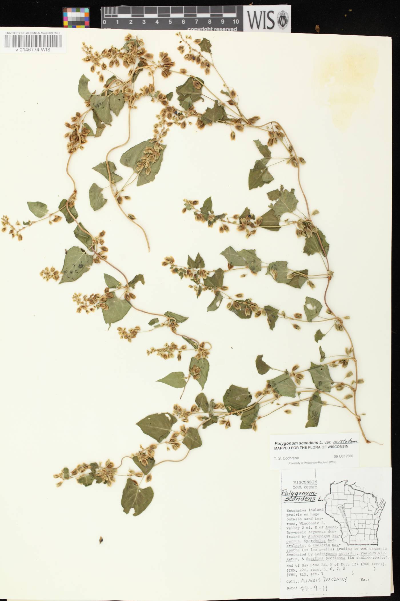 Fallopia scandens image