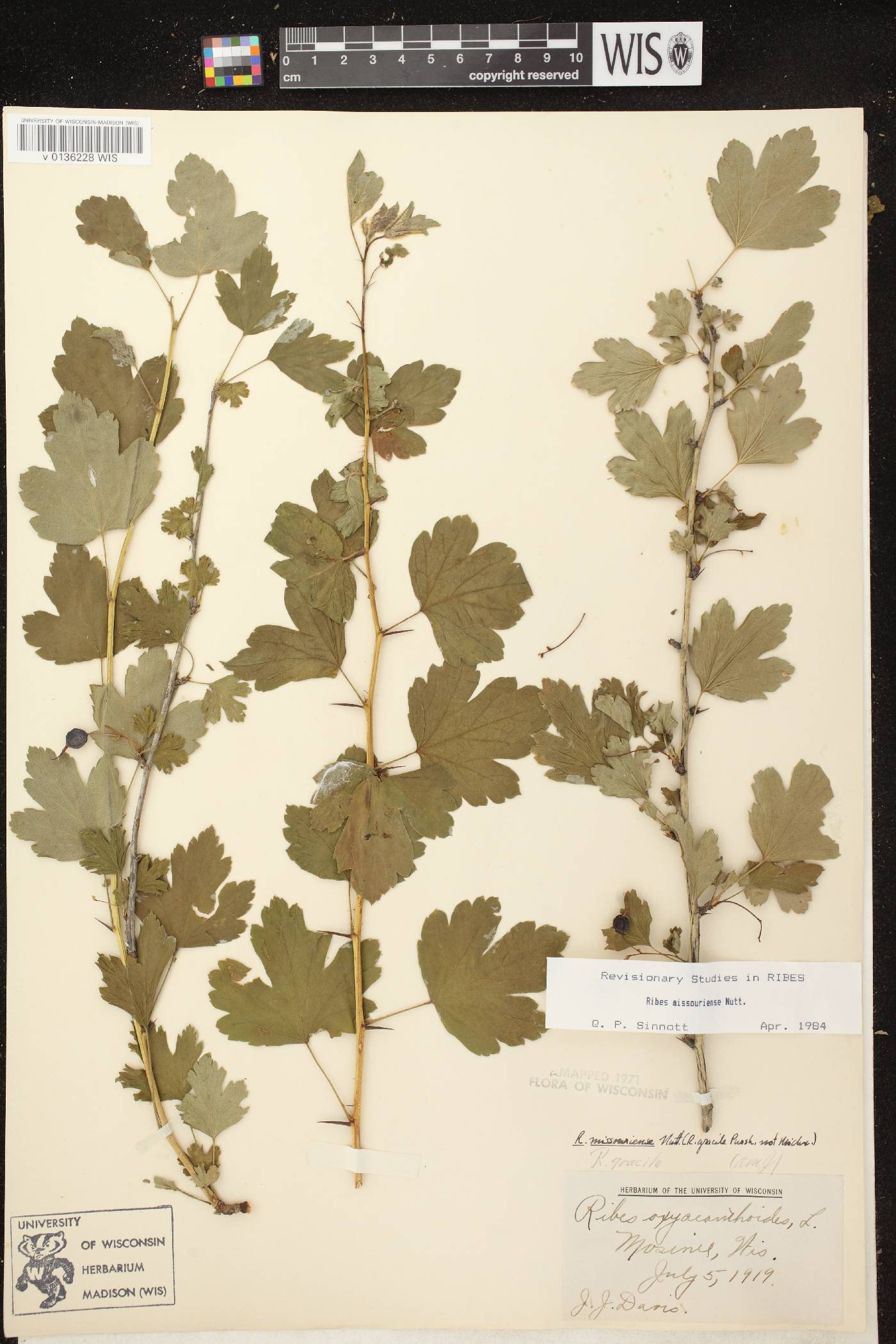 Ribes missouriense image