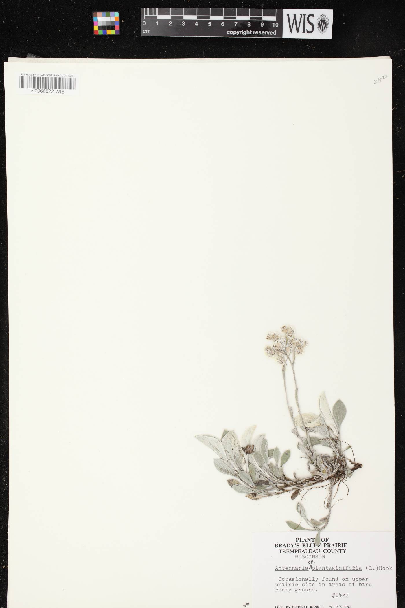 Antennaria plantaginifolia image