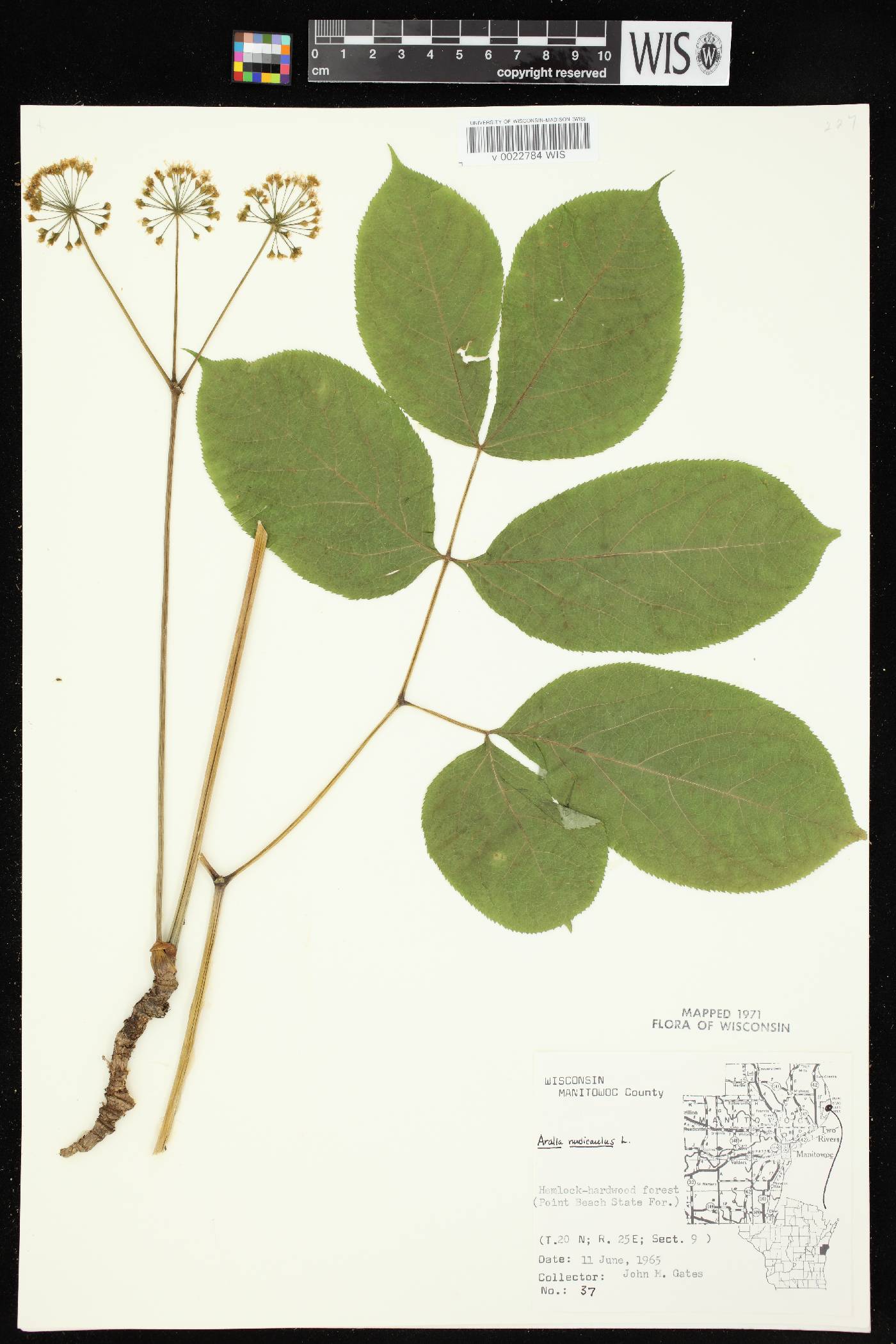 Aralia nudicaulis image