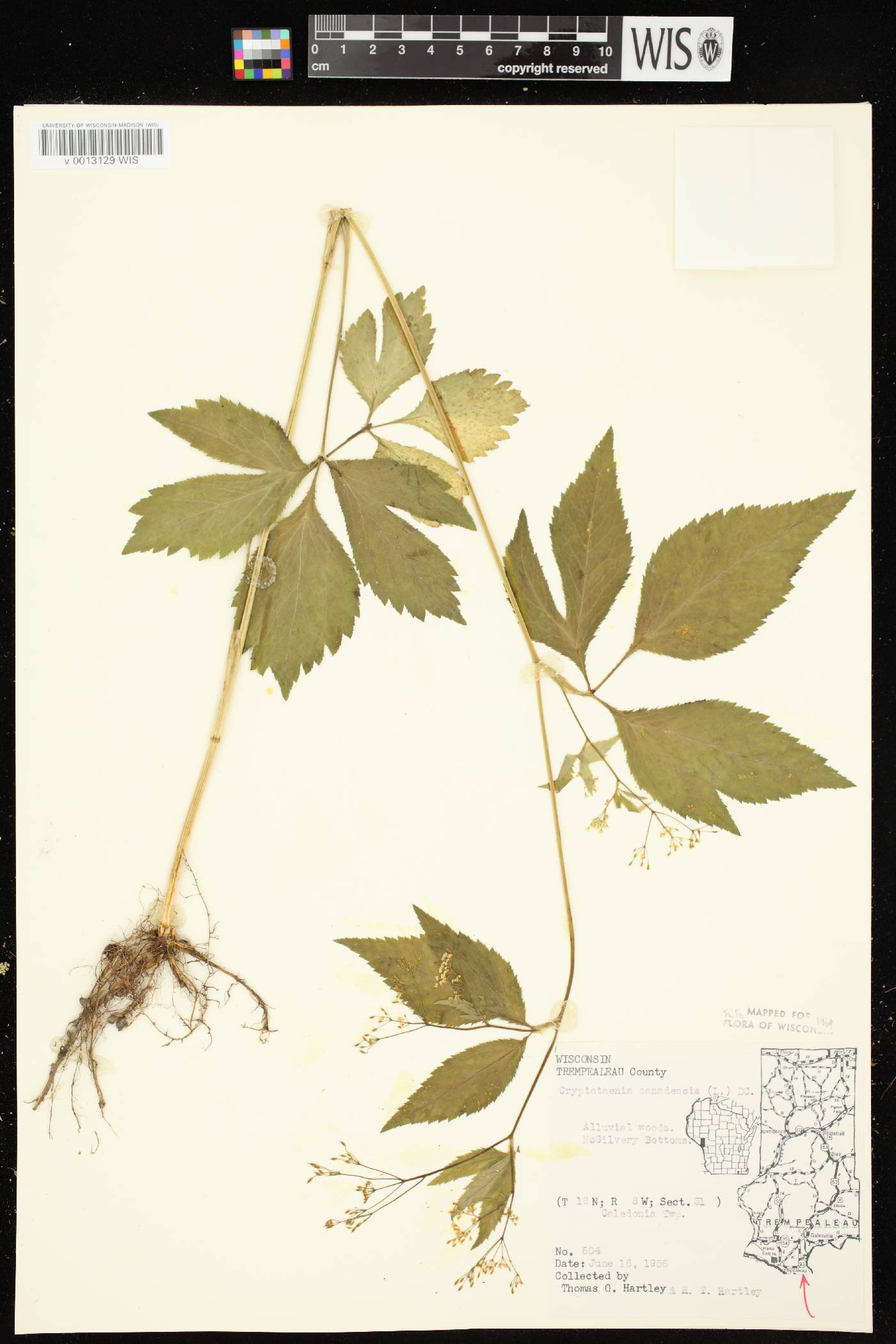 Cryptotaenia canadensis image