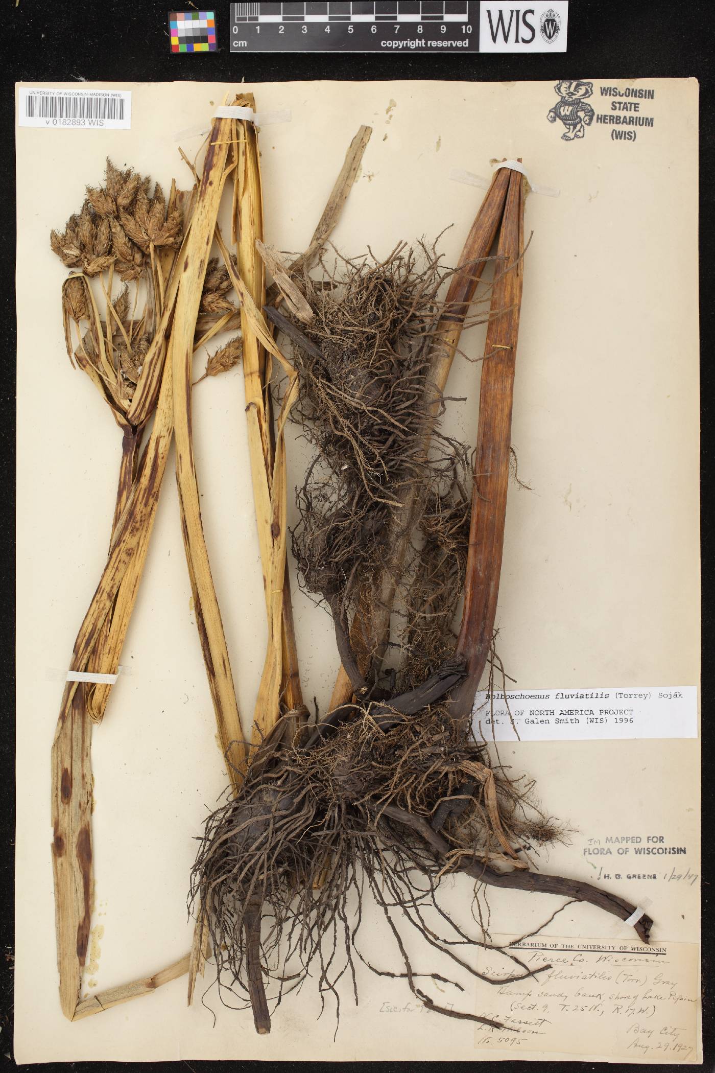 Bolboschoenus fluviatilis image